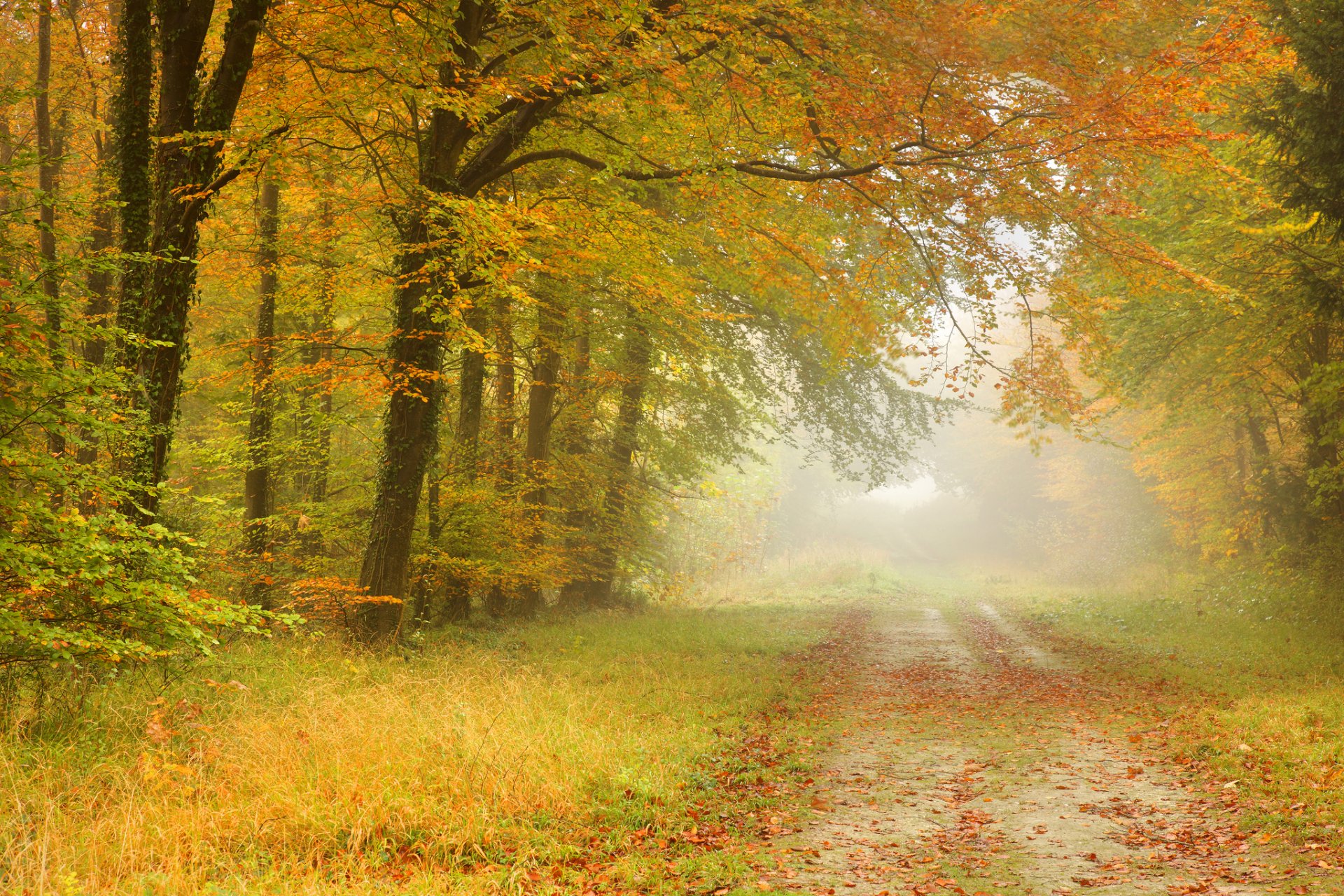 autunno foresta foglie alberi strada nebbia paesaggio