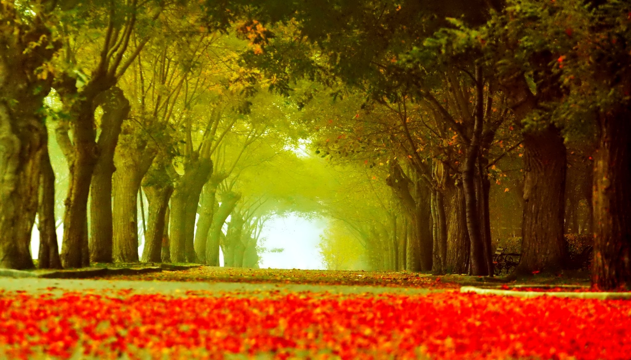 parc allée arbres banc feuilles automne route