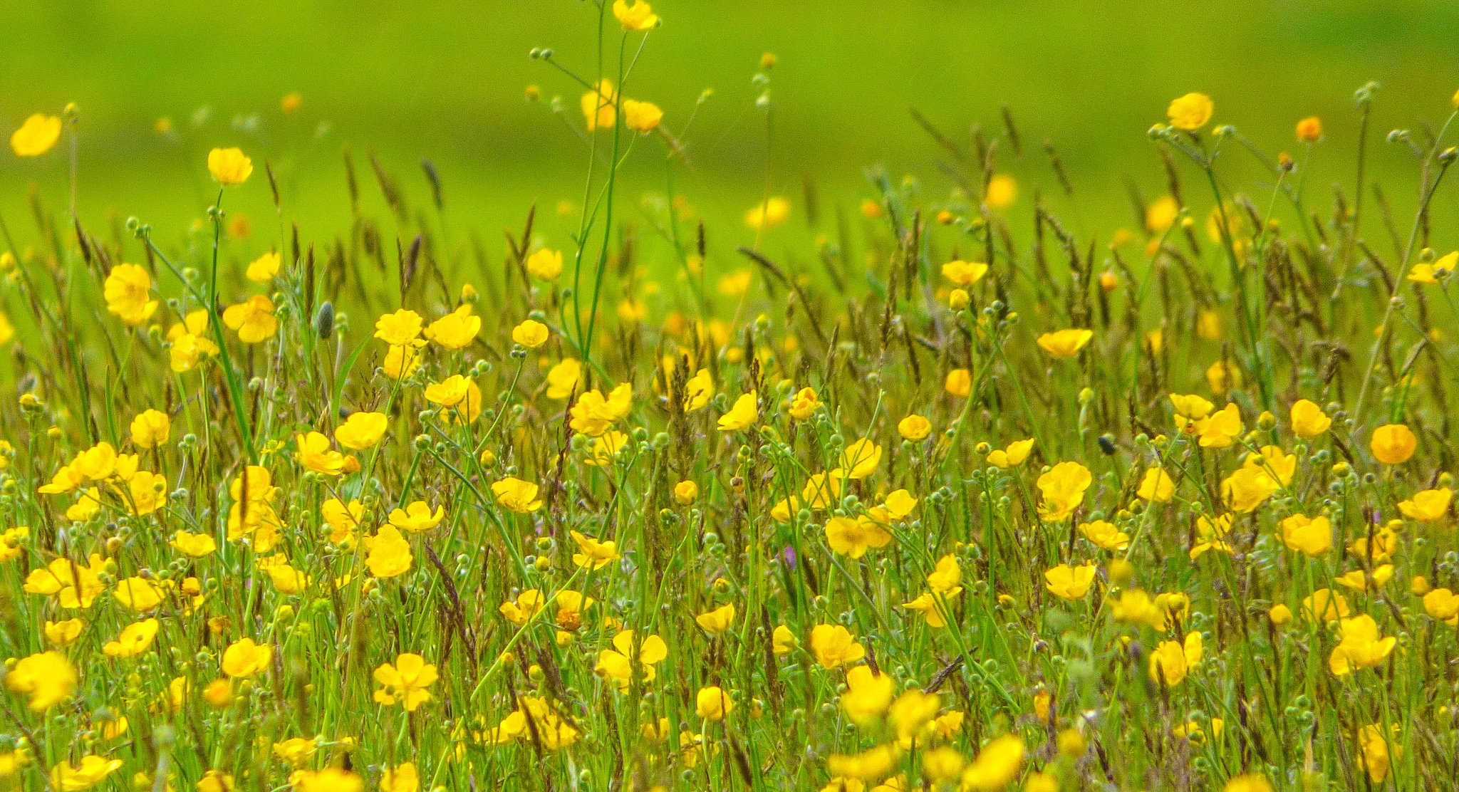 champ prairie herbe fleurs plantes