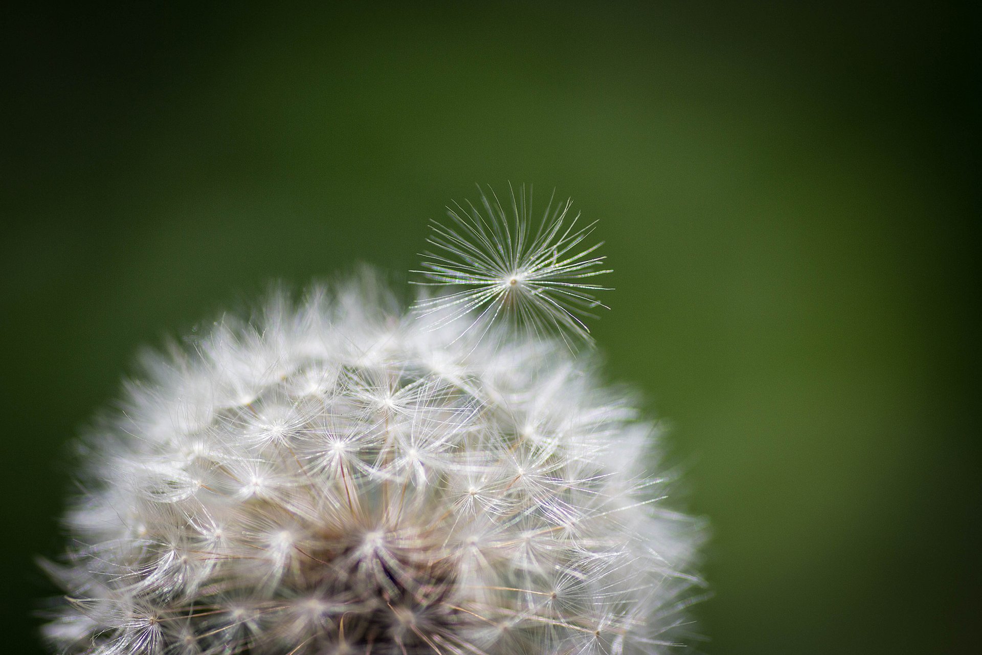 nature dandelion flower plant