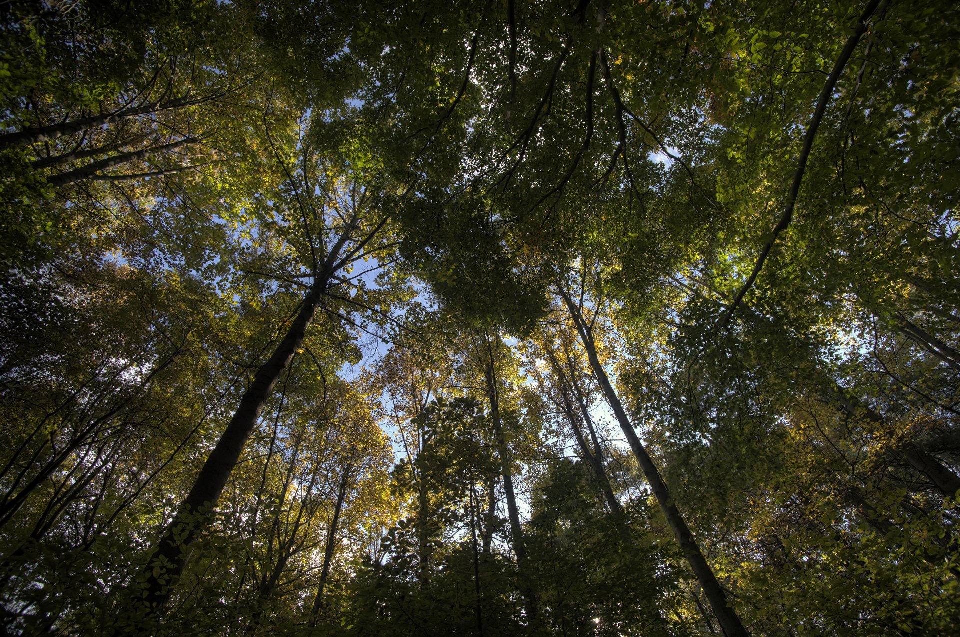 foresta alberi foglie