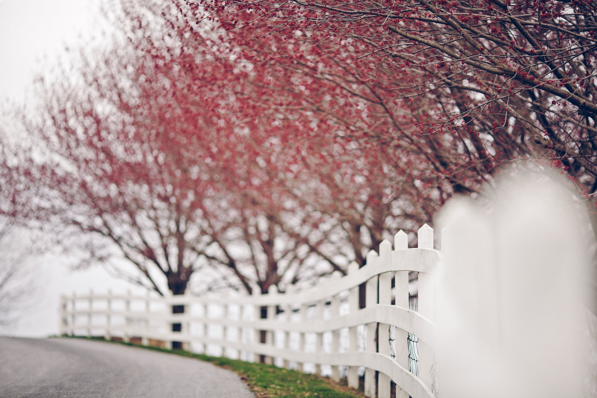 bokeh baum blätter natur