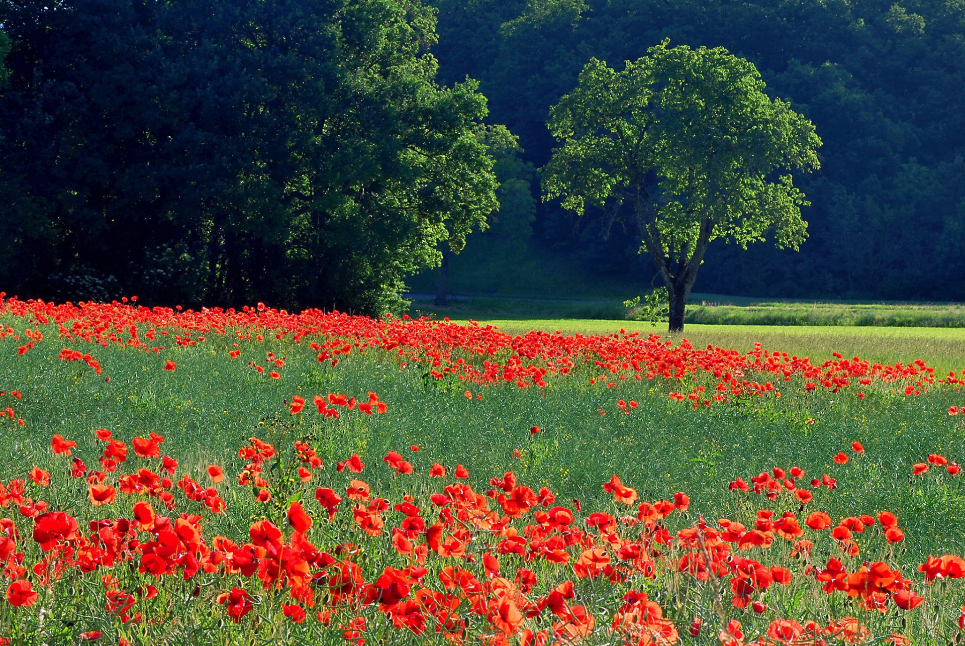 campo prado árboles hierba flores amapolas