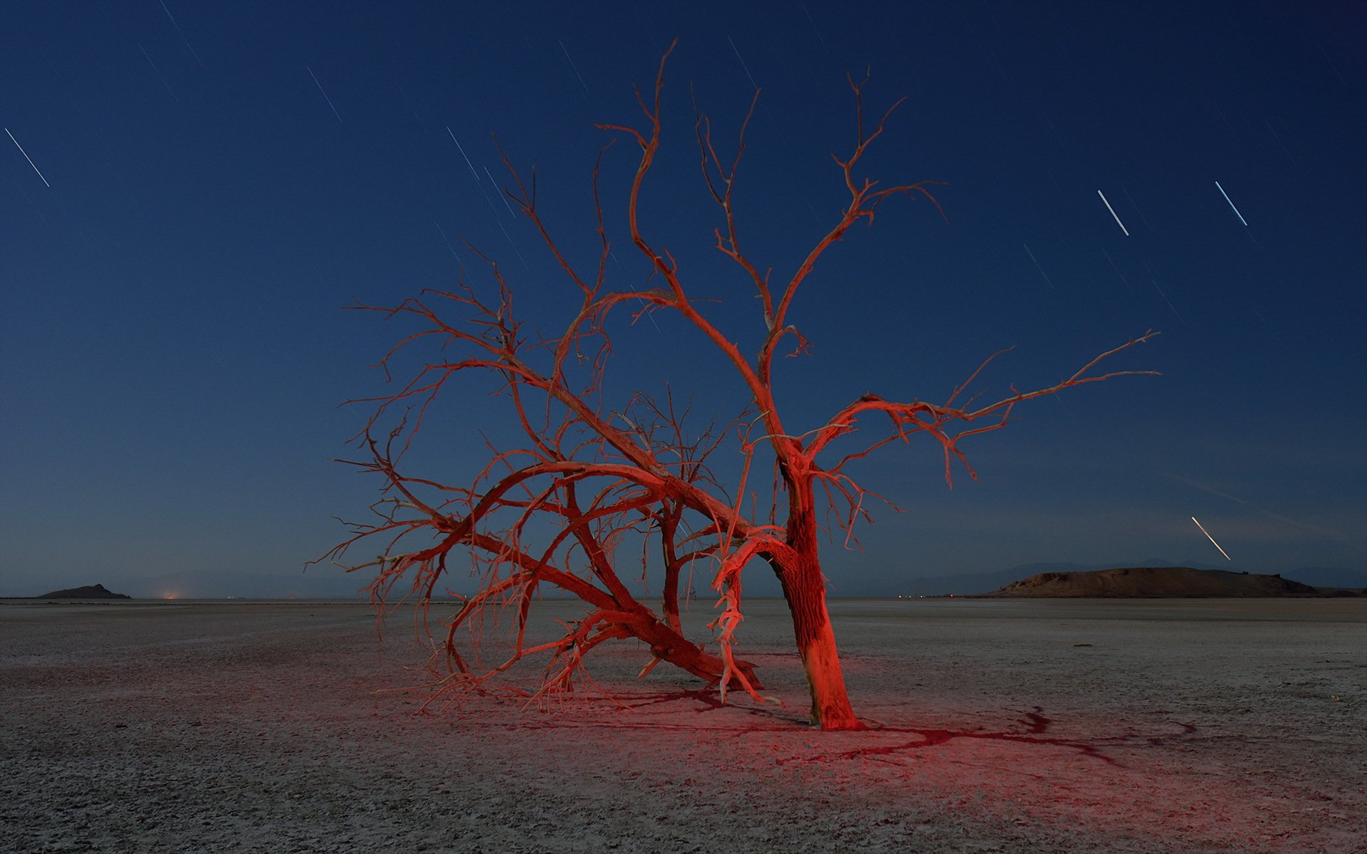 night tree