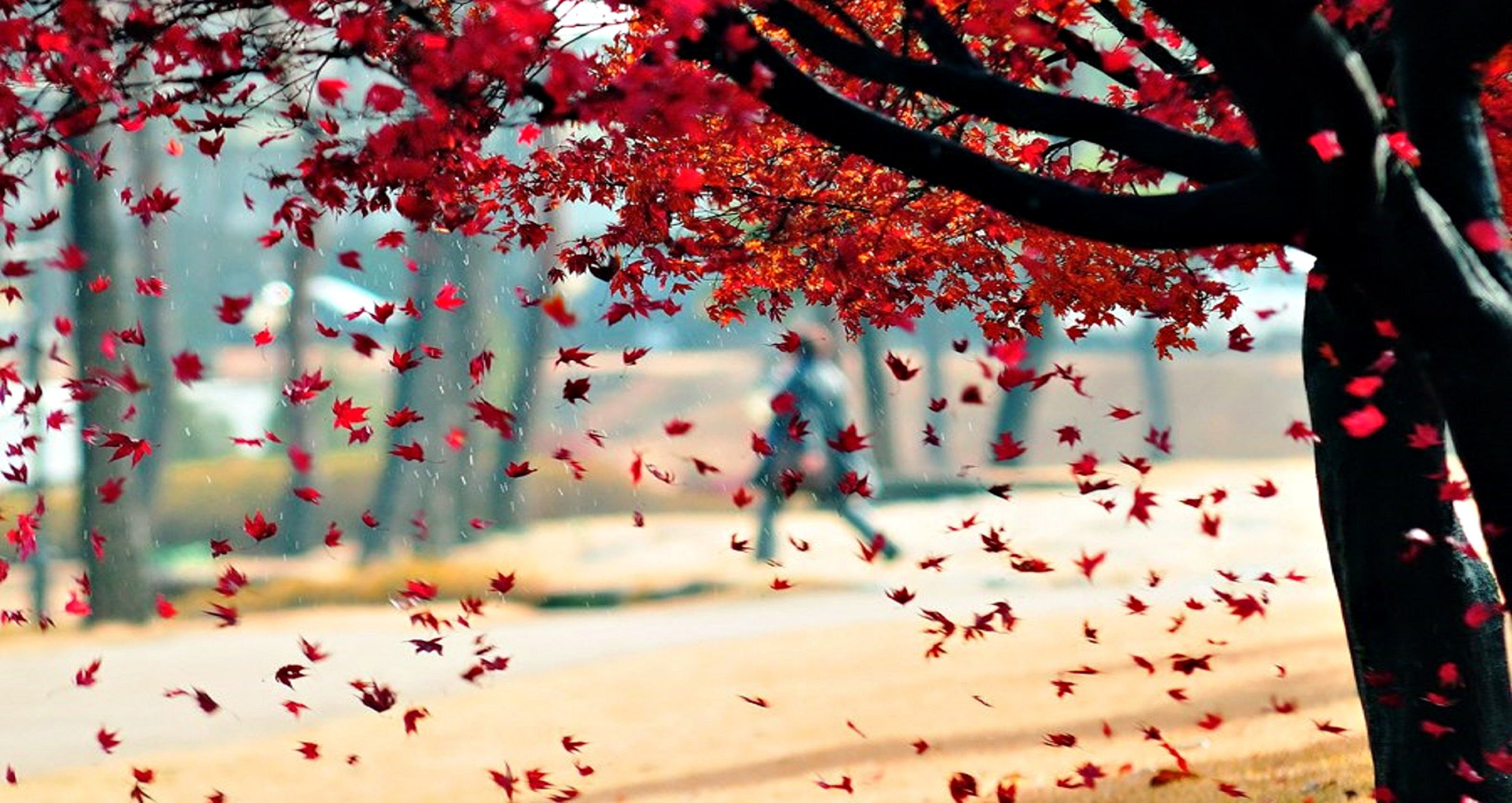 natura albero foglie autunno