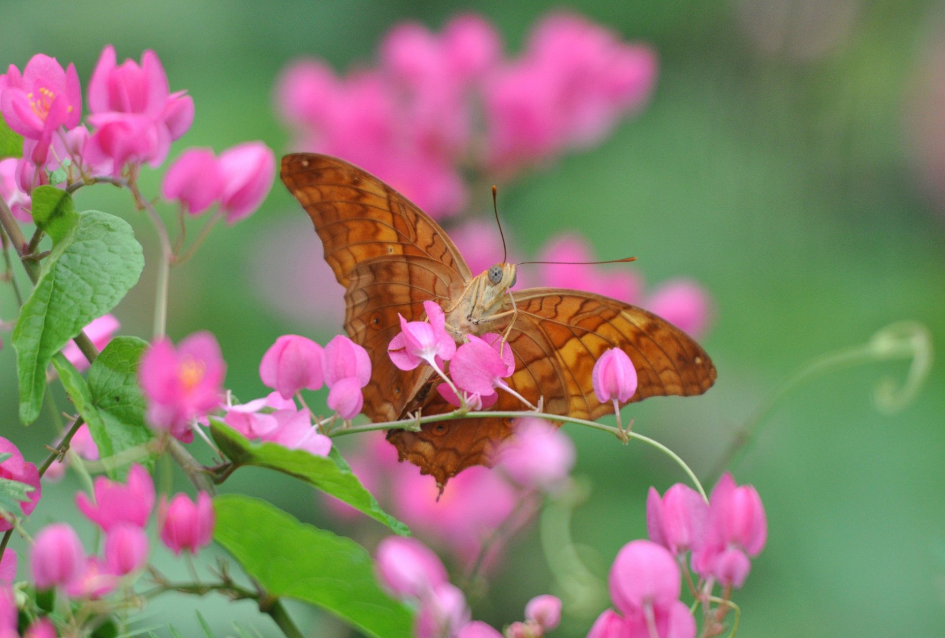 flower petals plant butterfly insect close up