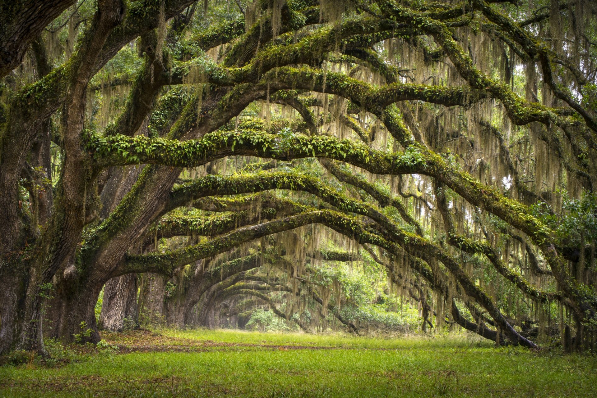 usa staat south carolina charleston bäume allee eichen