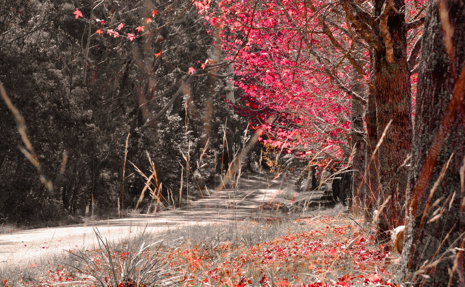 bosque árboles otoño carretera