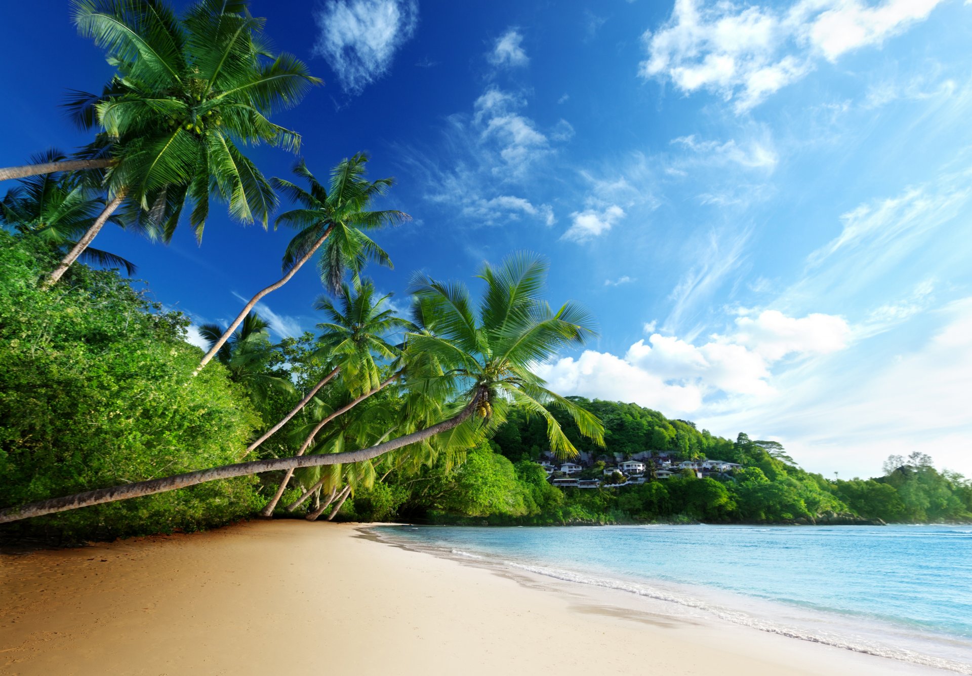 tropici mare spiaggia palme