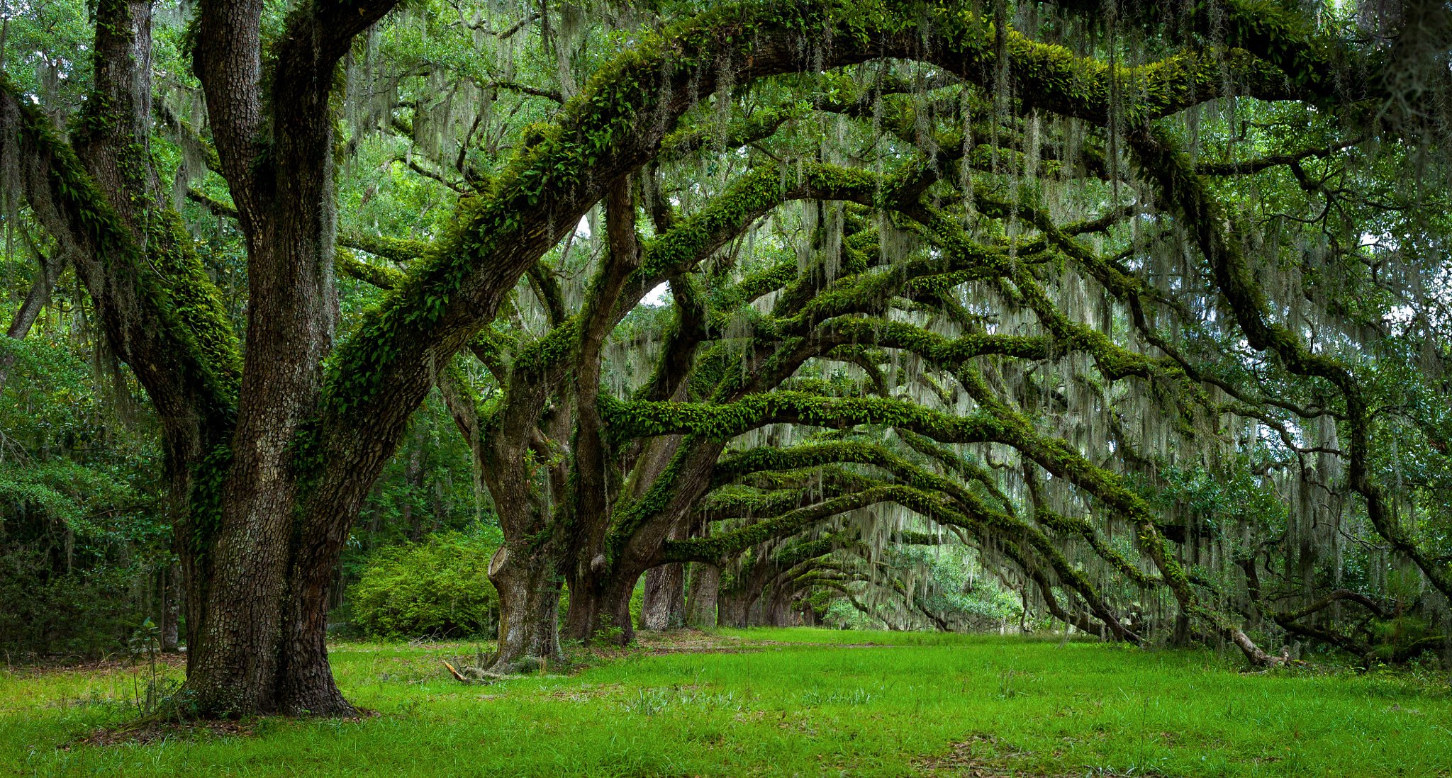 estados unidos estado carolina del sur charleston árboles primavera