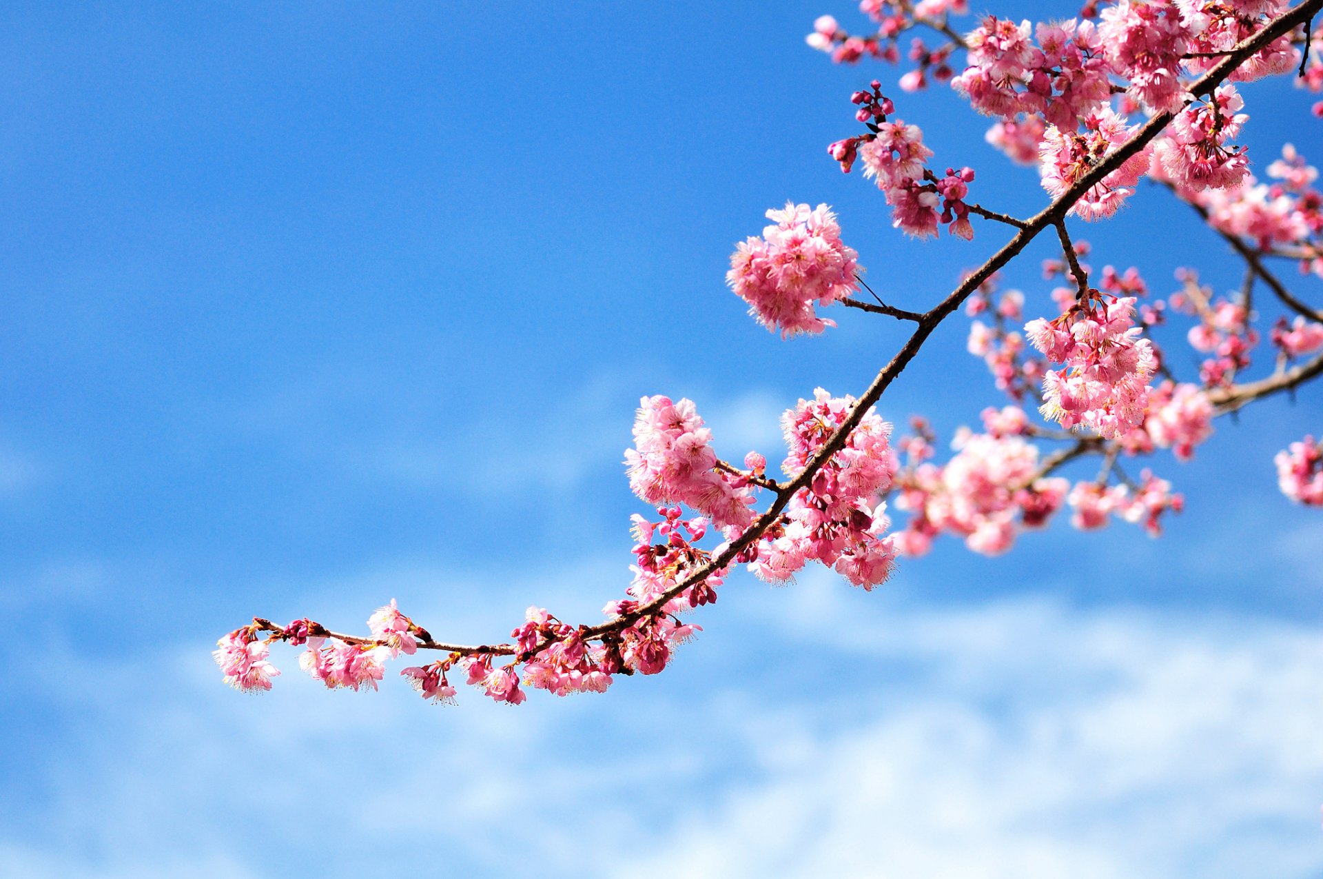 zweig kirsche blühen rosa himmel