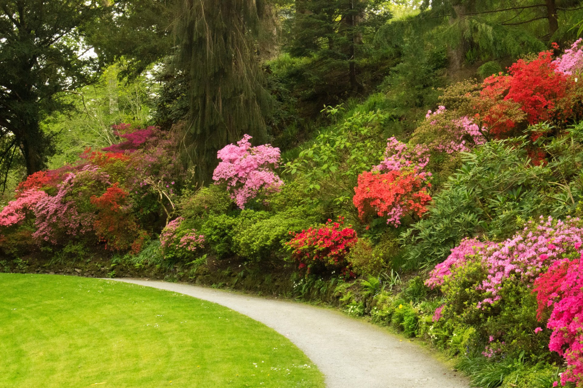 reino unido bodnant jardines gales parque camino césped árboles arbustos flores azalea