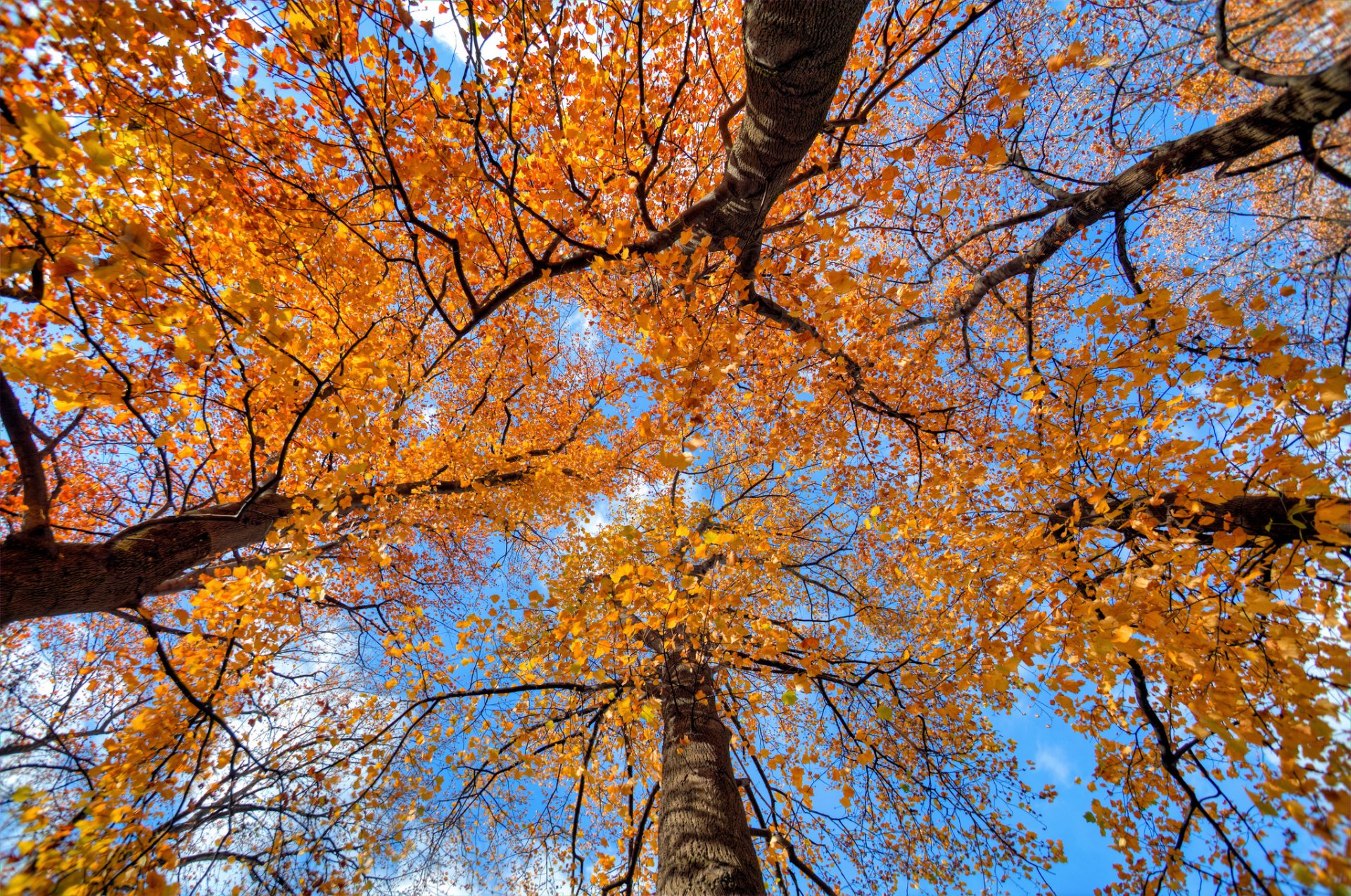 bäume stamm krone blätter herbst himmel