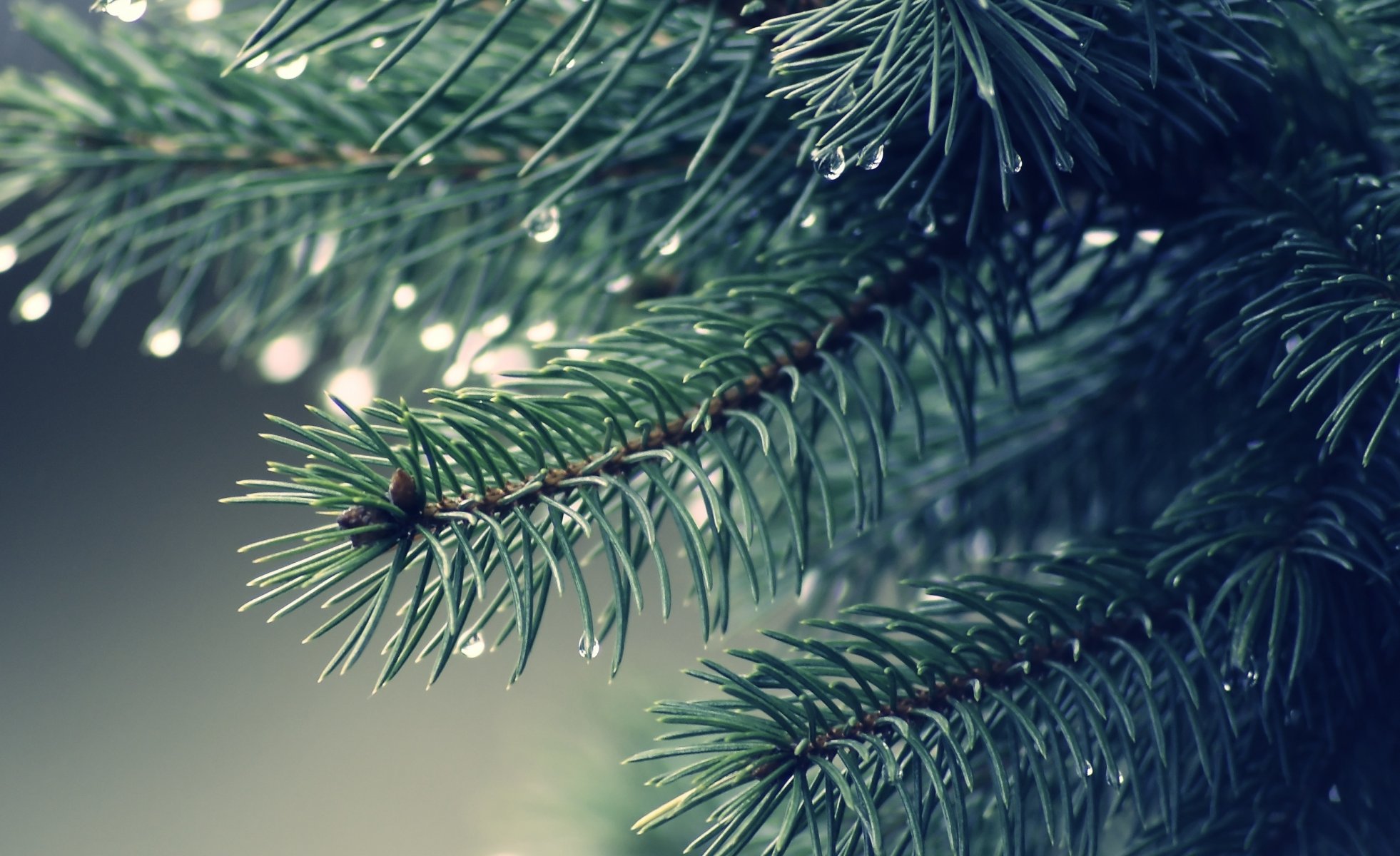 branche sapin aiguilles rosée gros plan