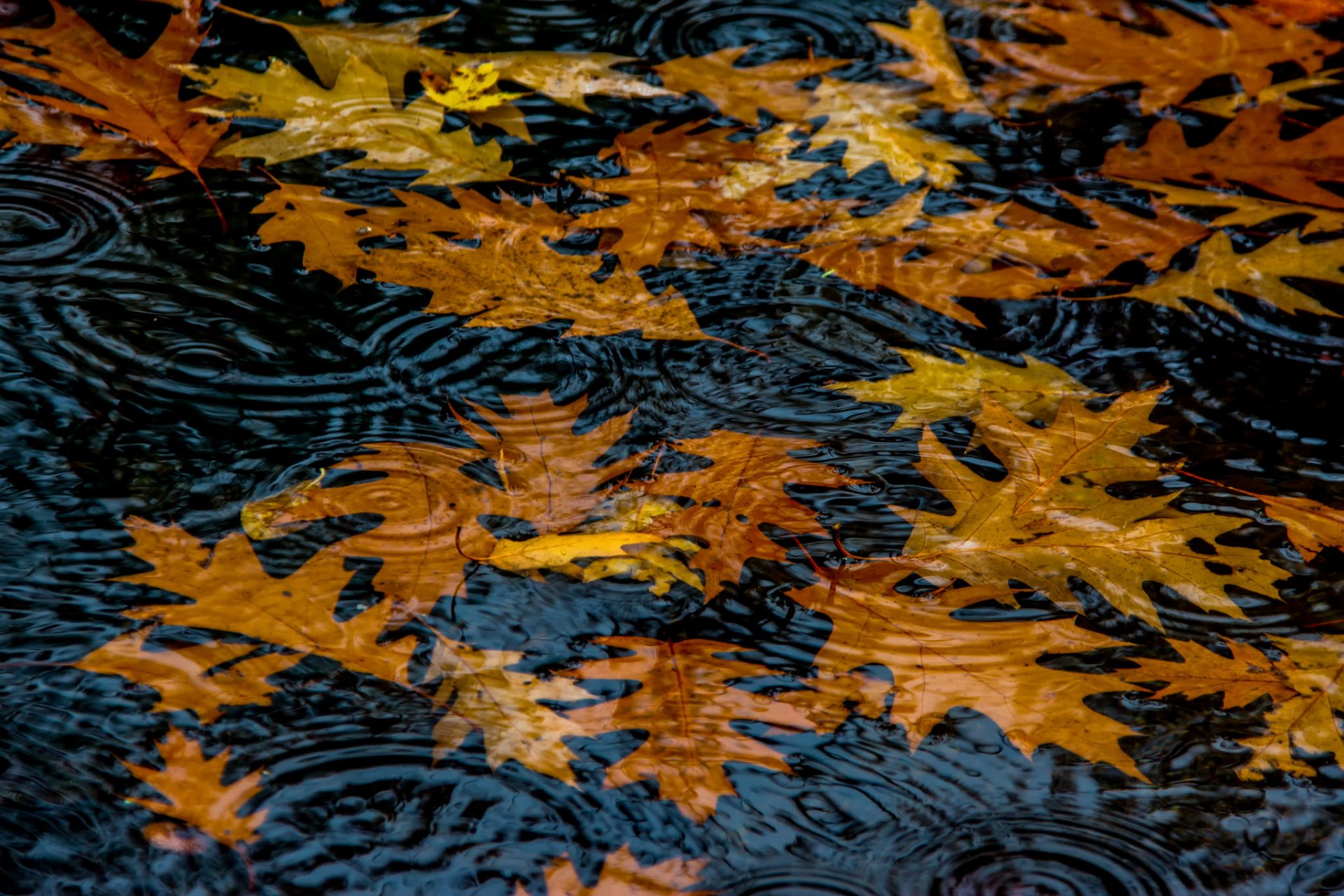 eau feuilles automne cercles