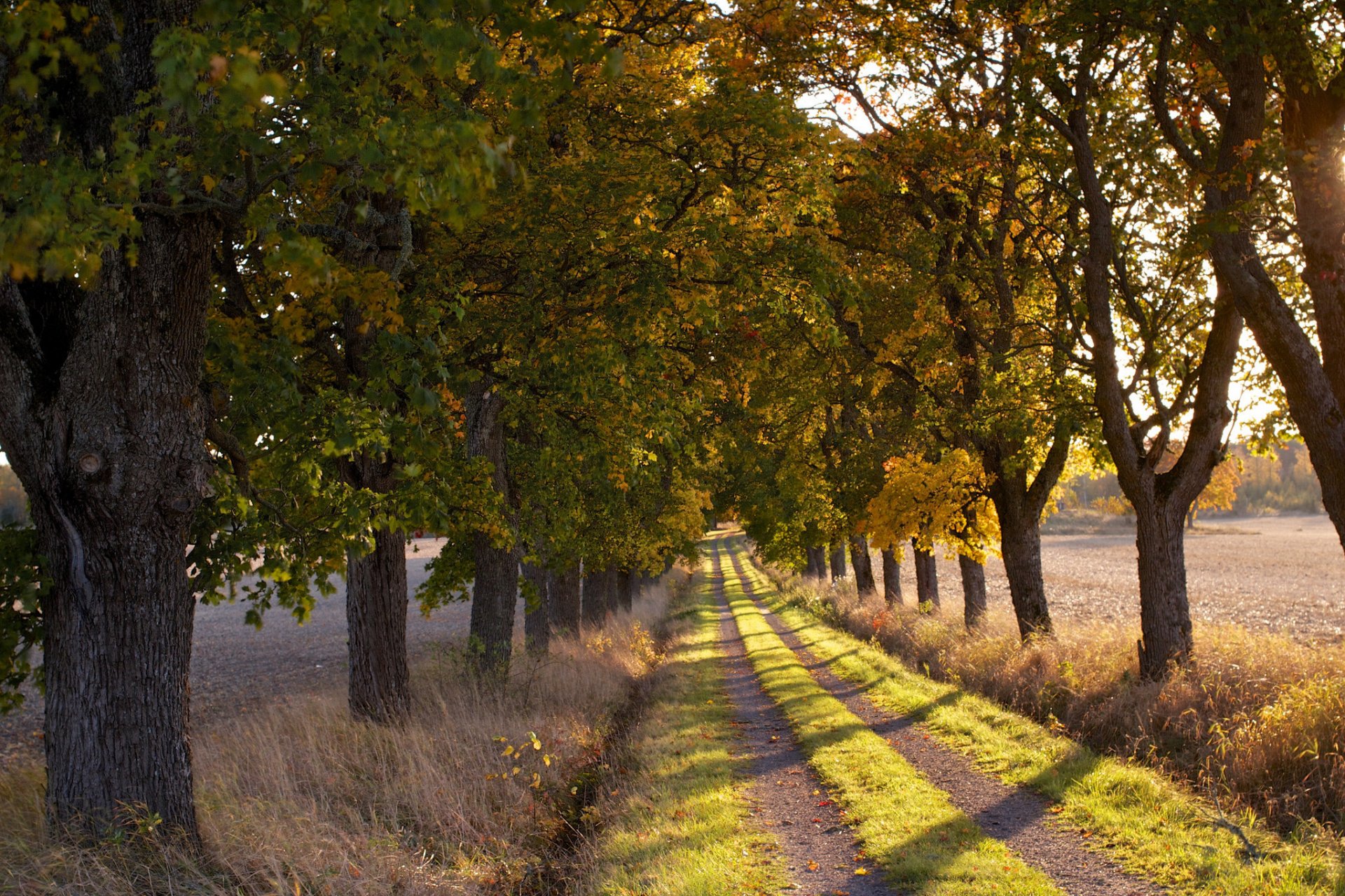 mattina strada alberi natura paesaggio