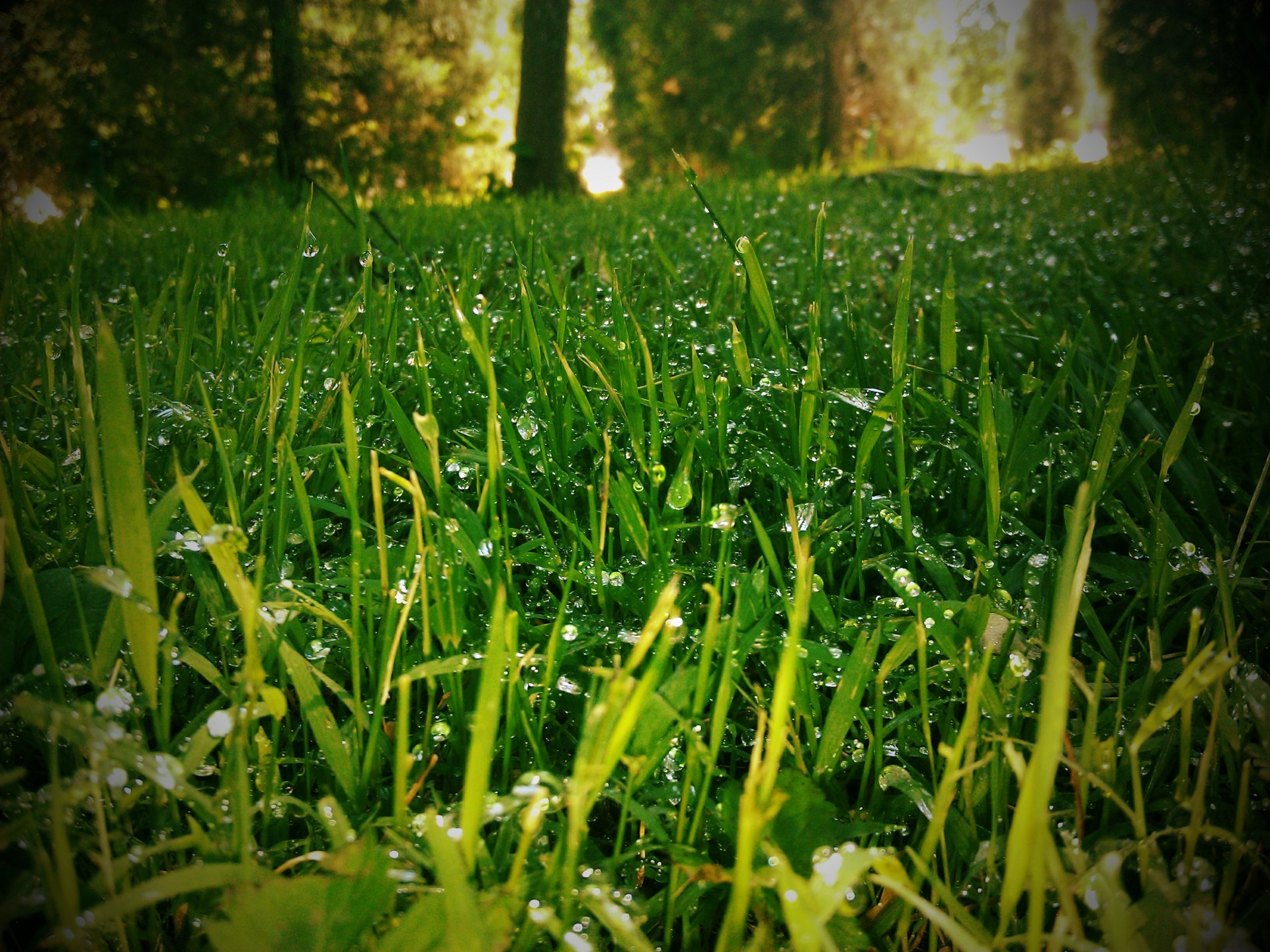 gras tau unschärfeeffekt rasen natur