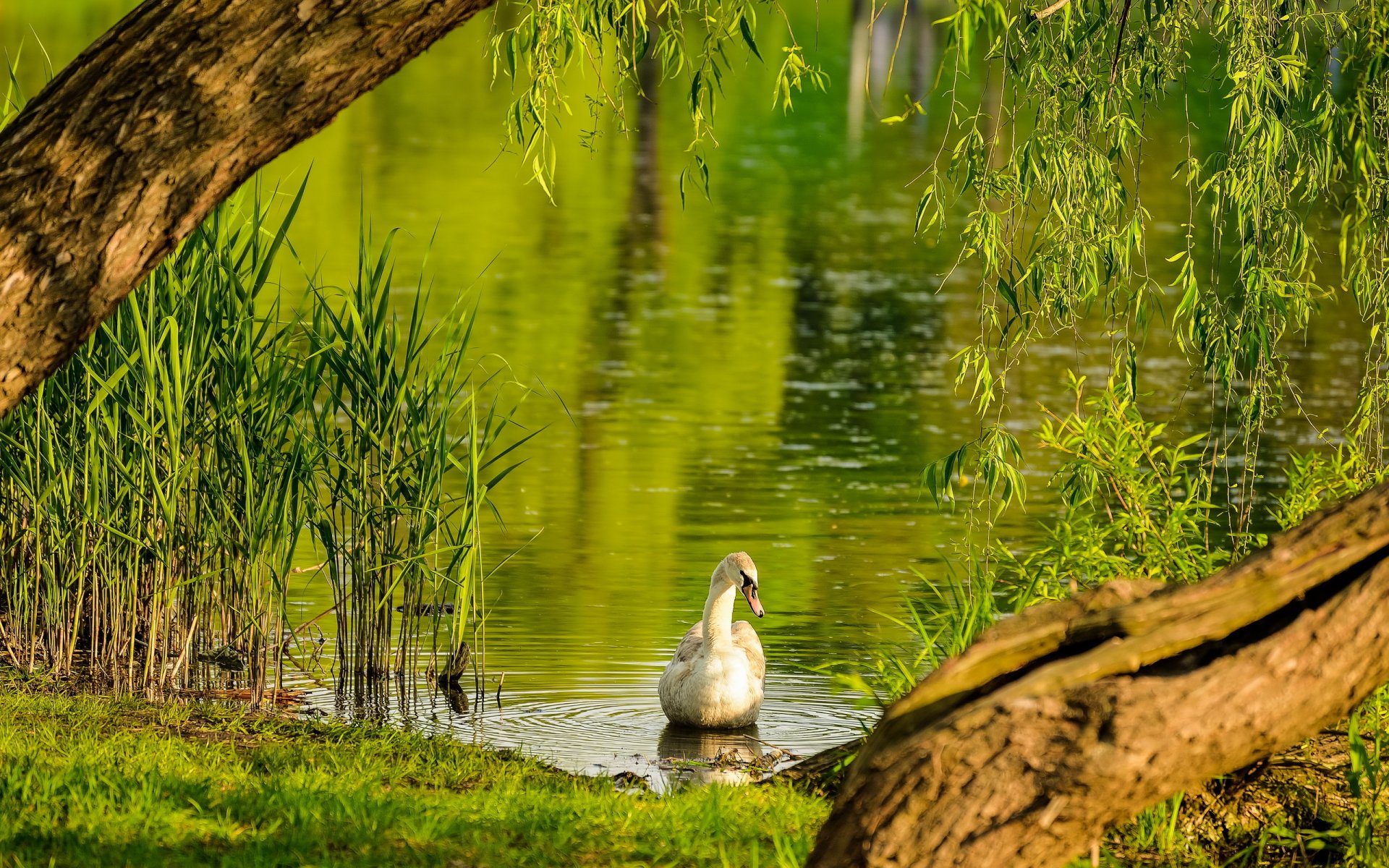 cisne lago verano