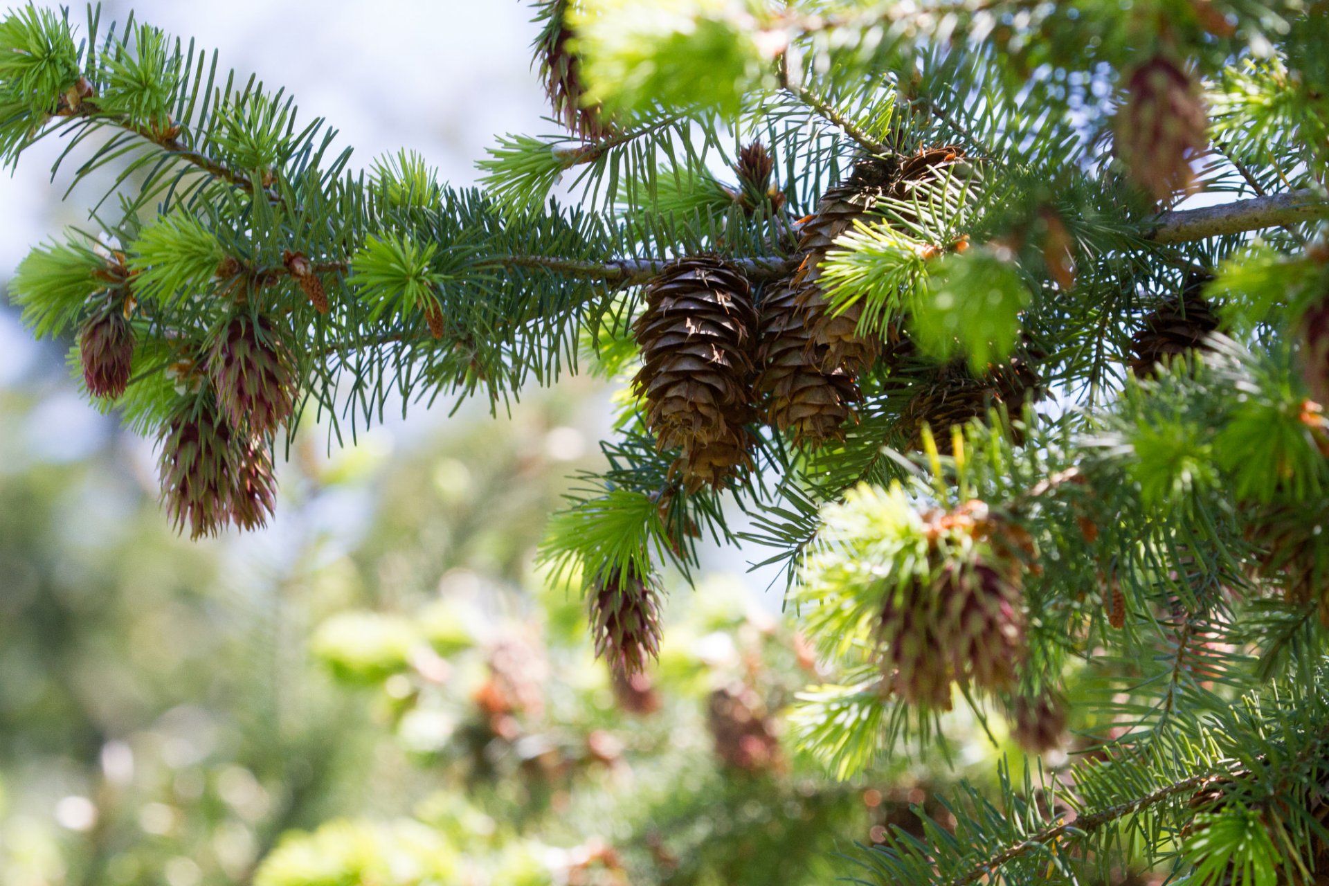 coni verde foresta ramo alberi di natale pini luce