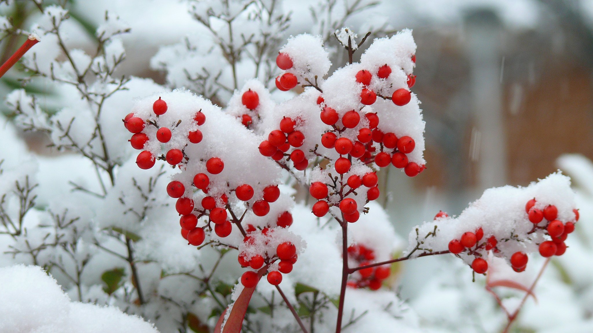 arbusto ramas nieve bayas