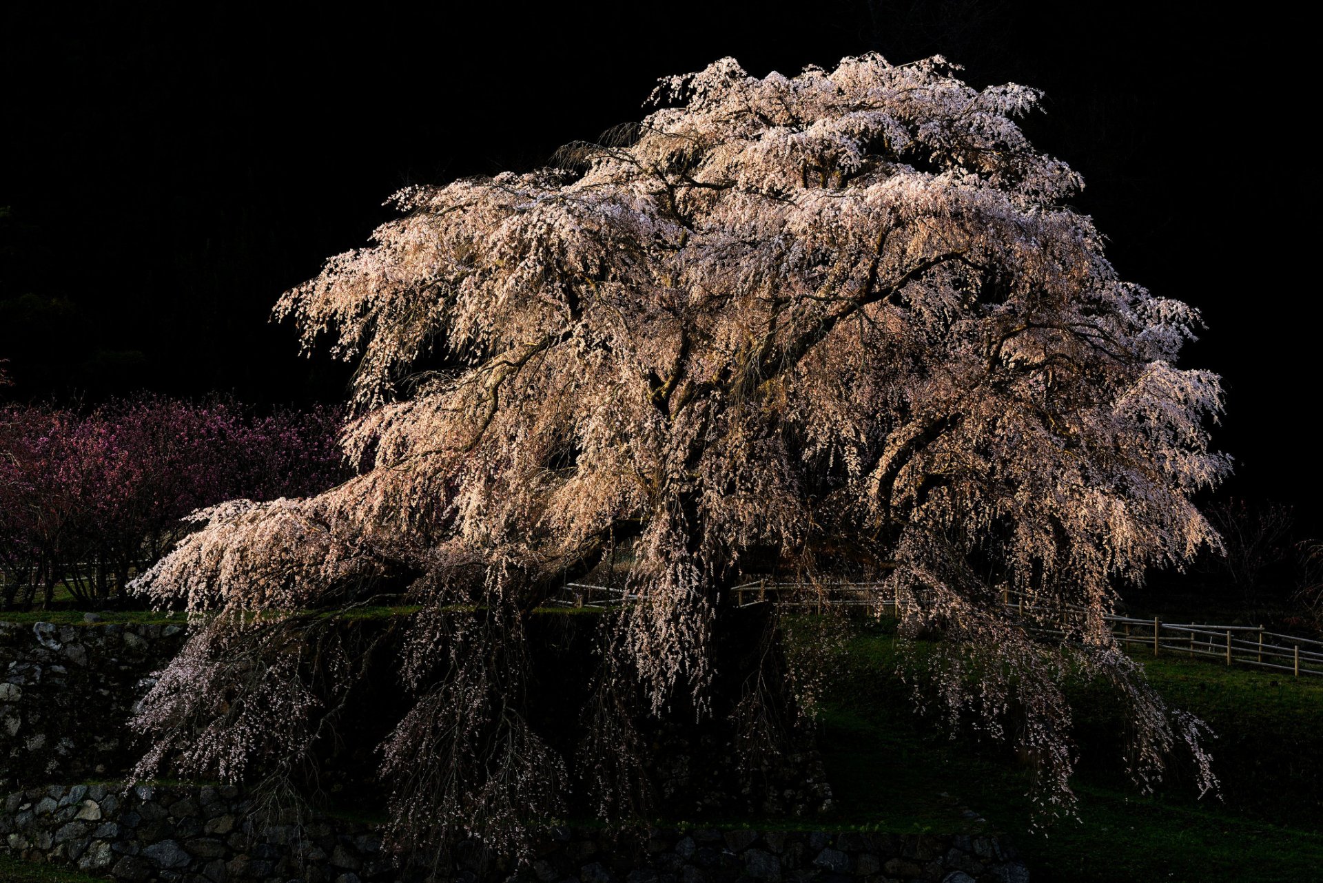 árbol sakura flores de cerezo hojas cereza floración primavera