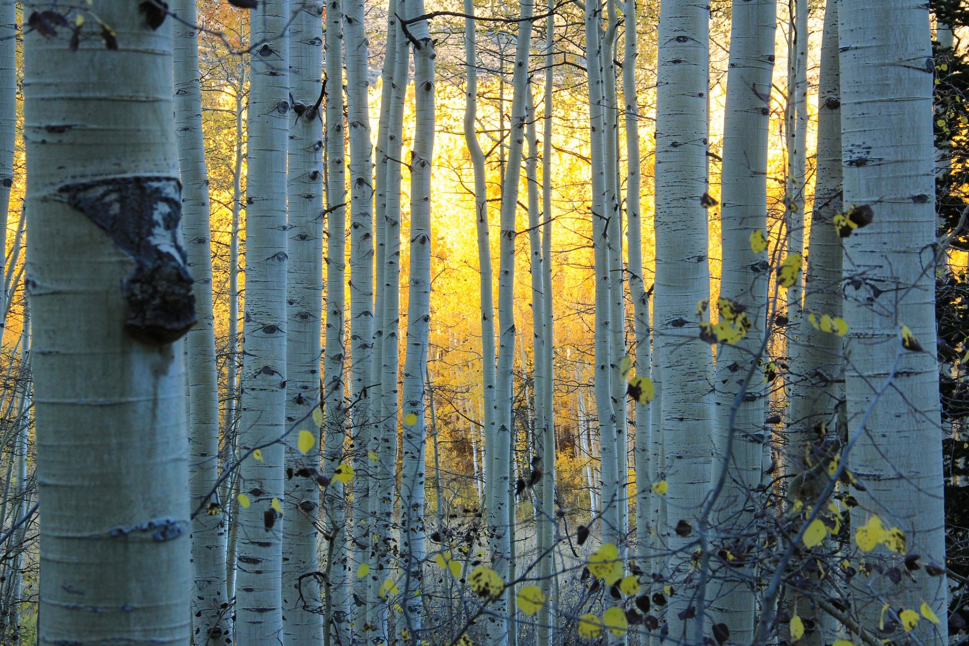 aspen colorado usa wald hain espe herbst