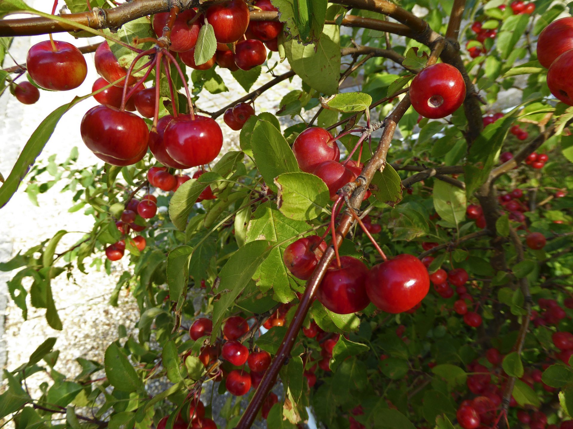 jardín cereza cereza hojas bayas