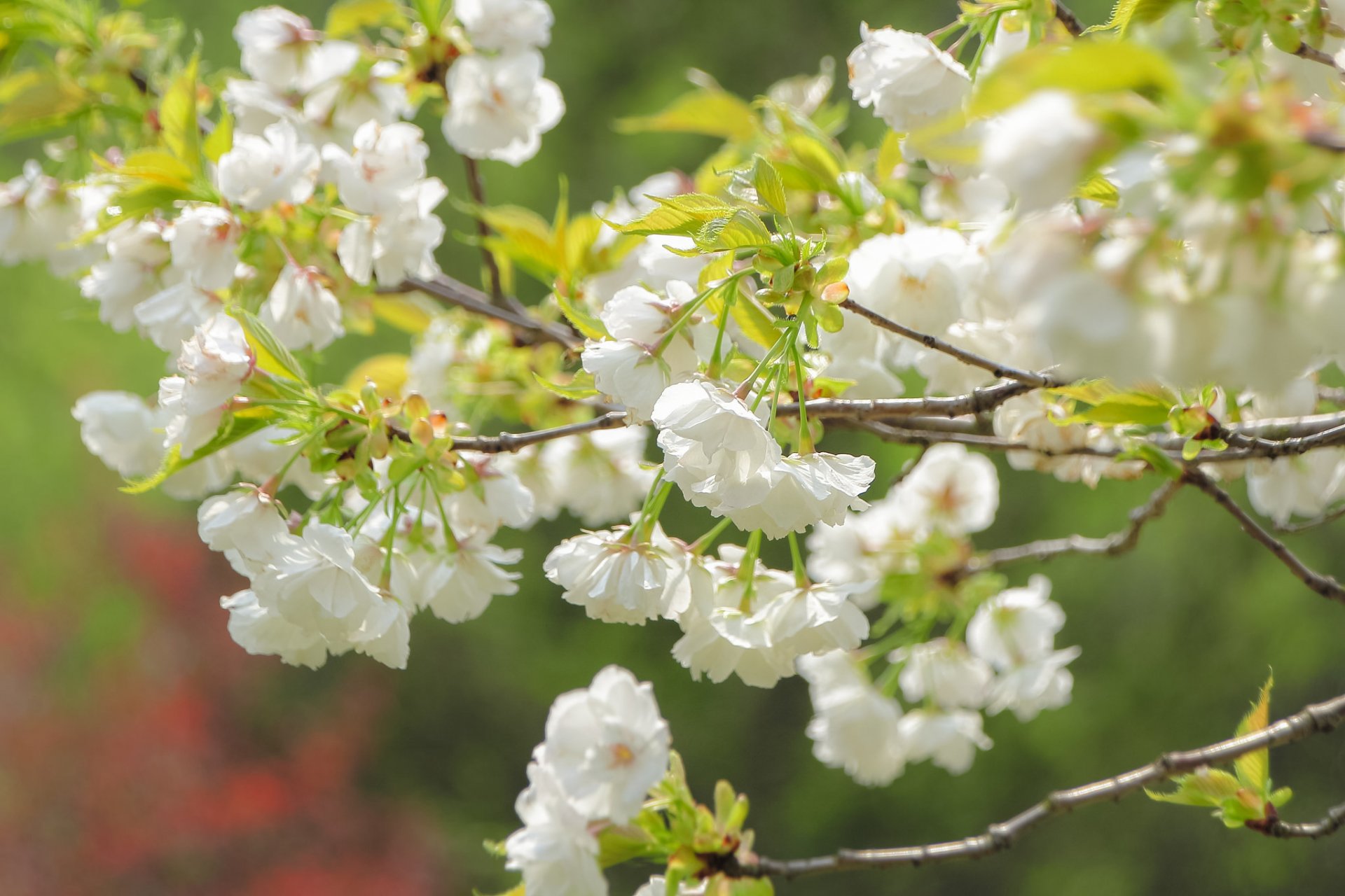 sakura ciliegia rami fioritura fiori macro primavera