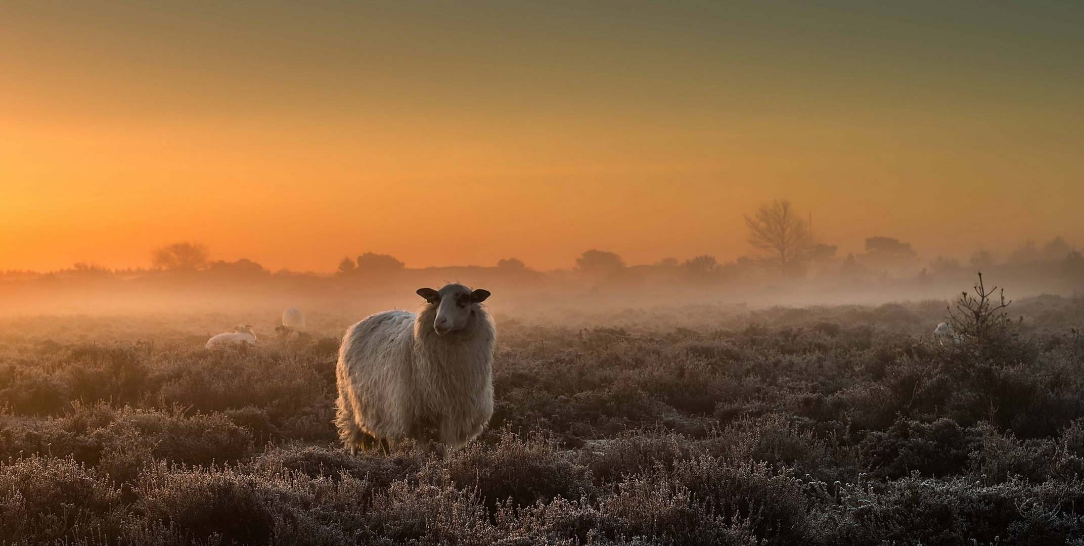 heep the field fog