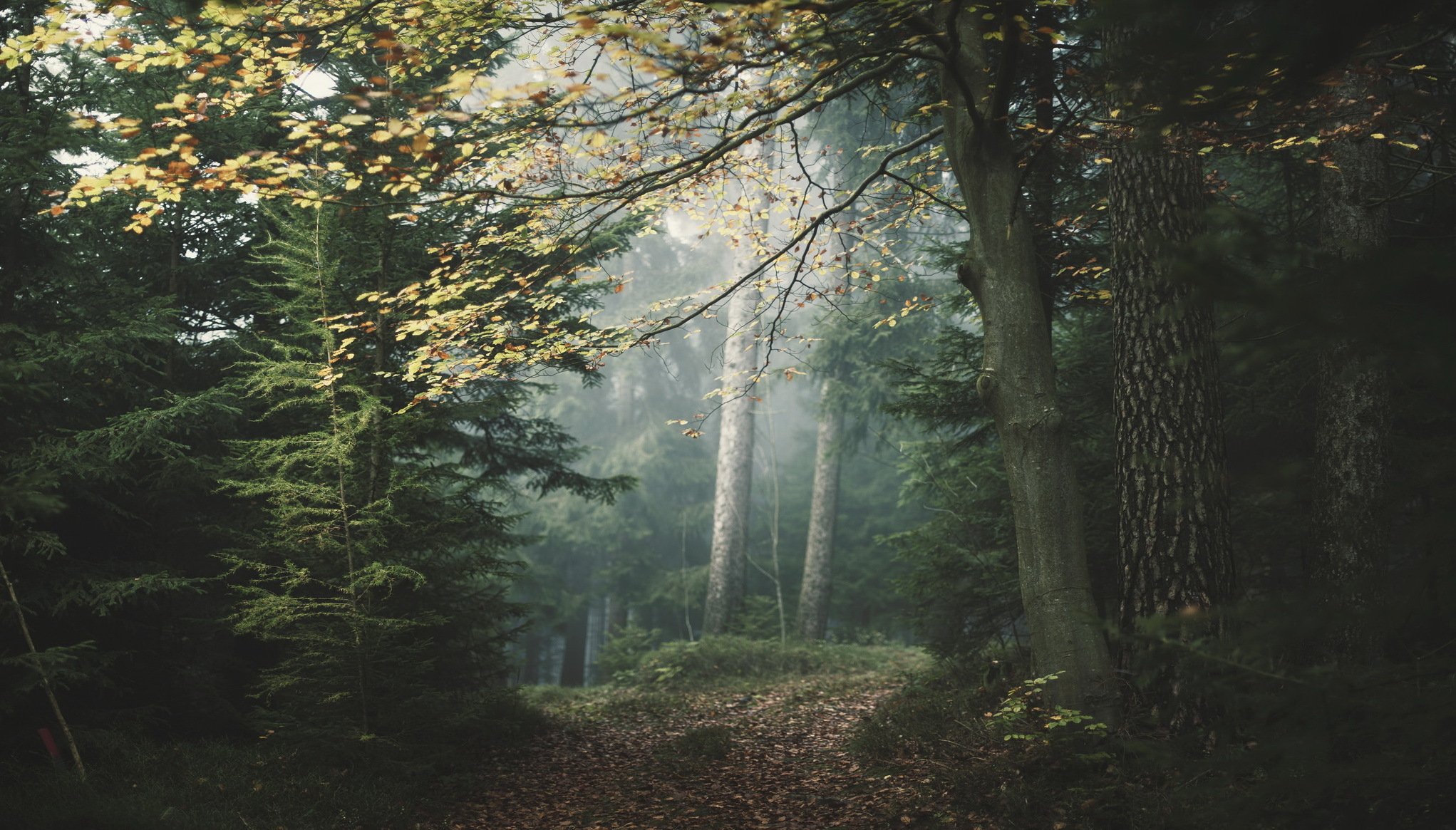 foresta nebbia natura paesaggio