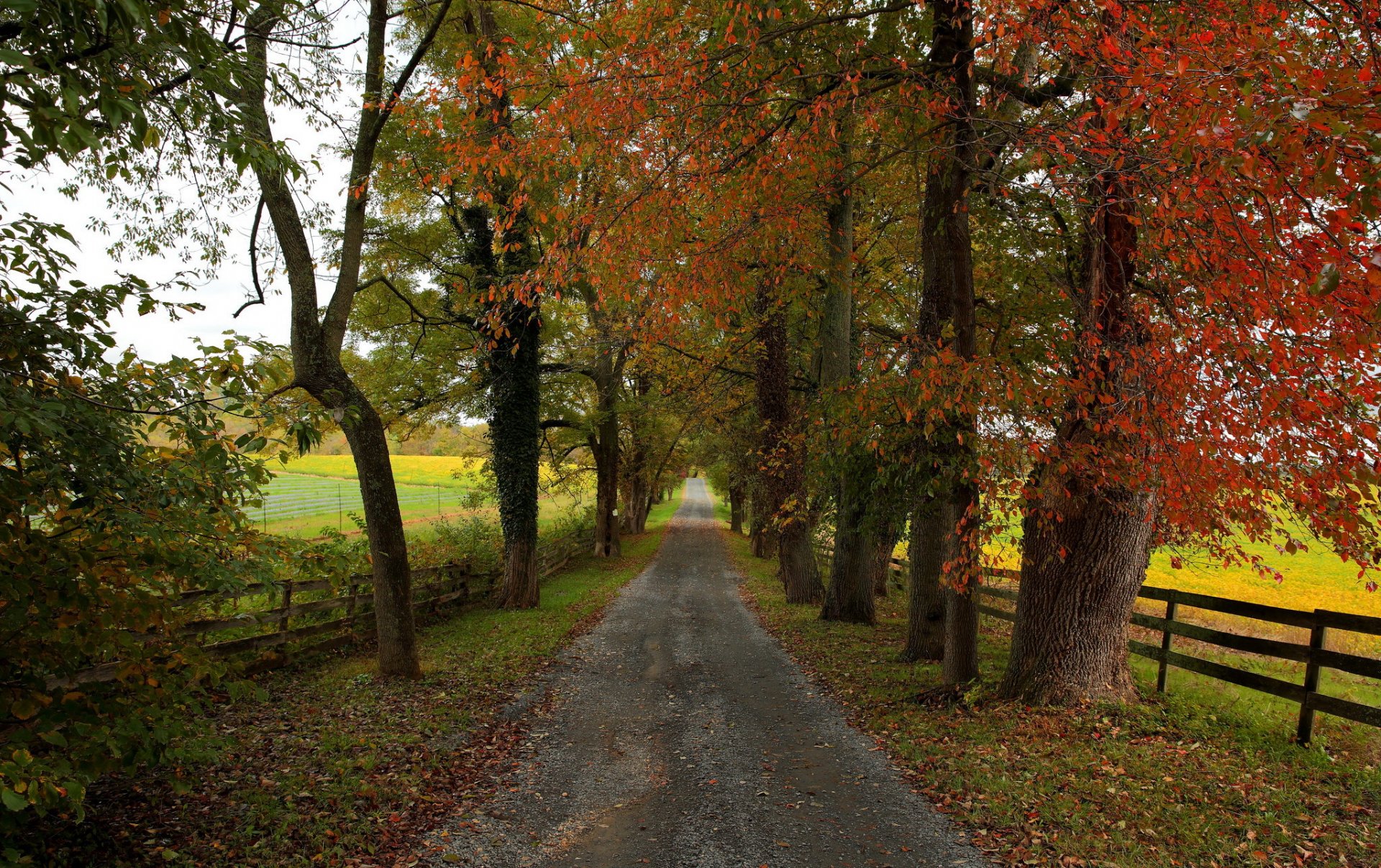 road tree nature