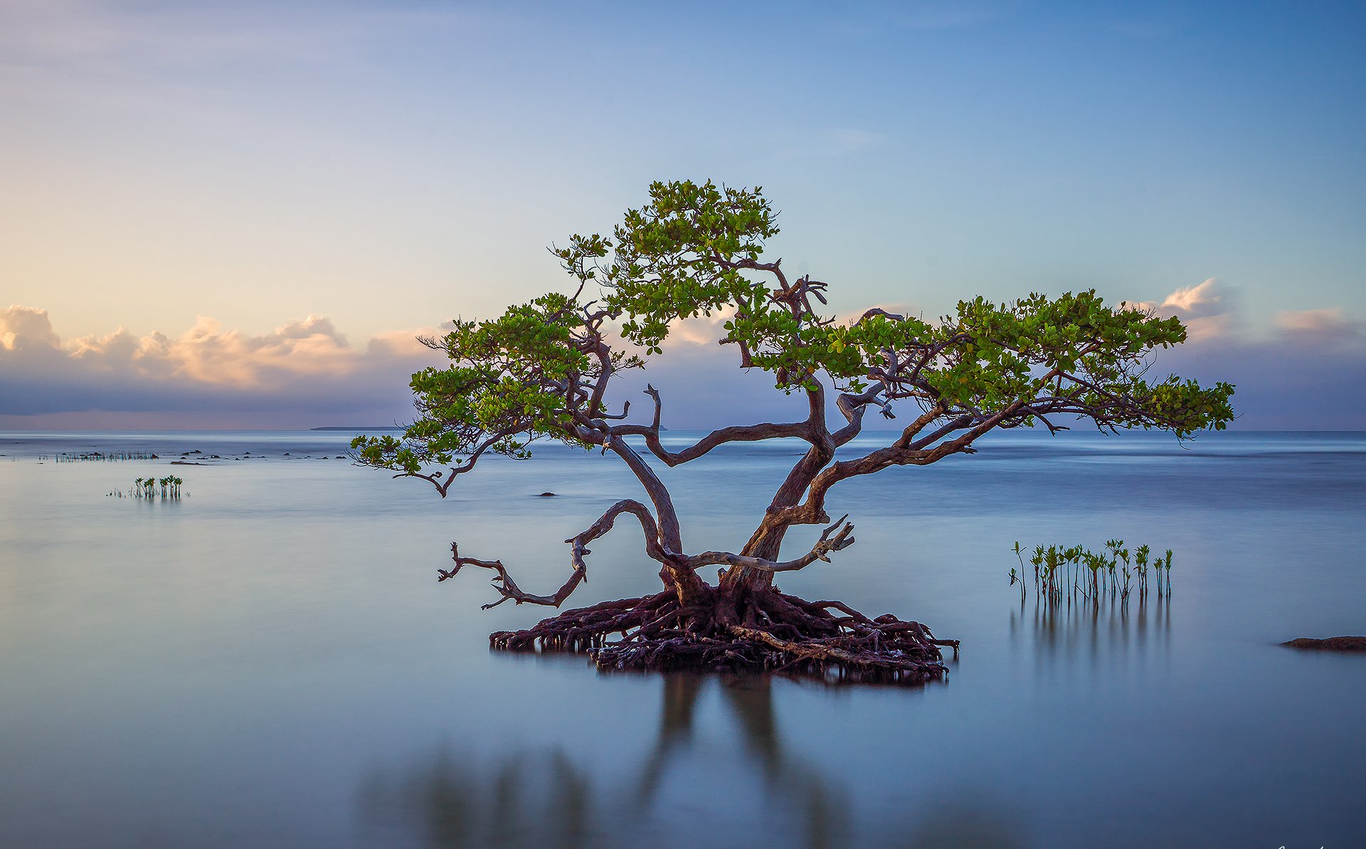 ky clouds sea lake tree the root