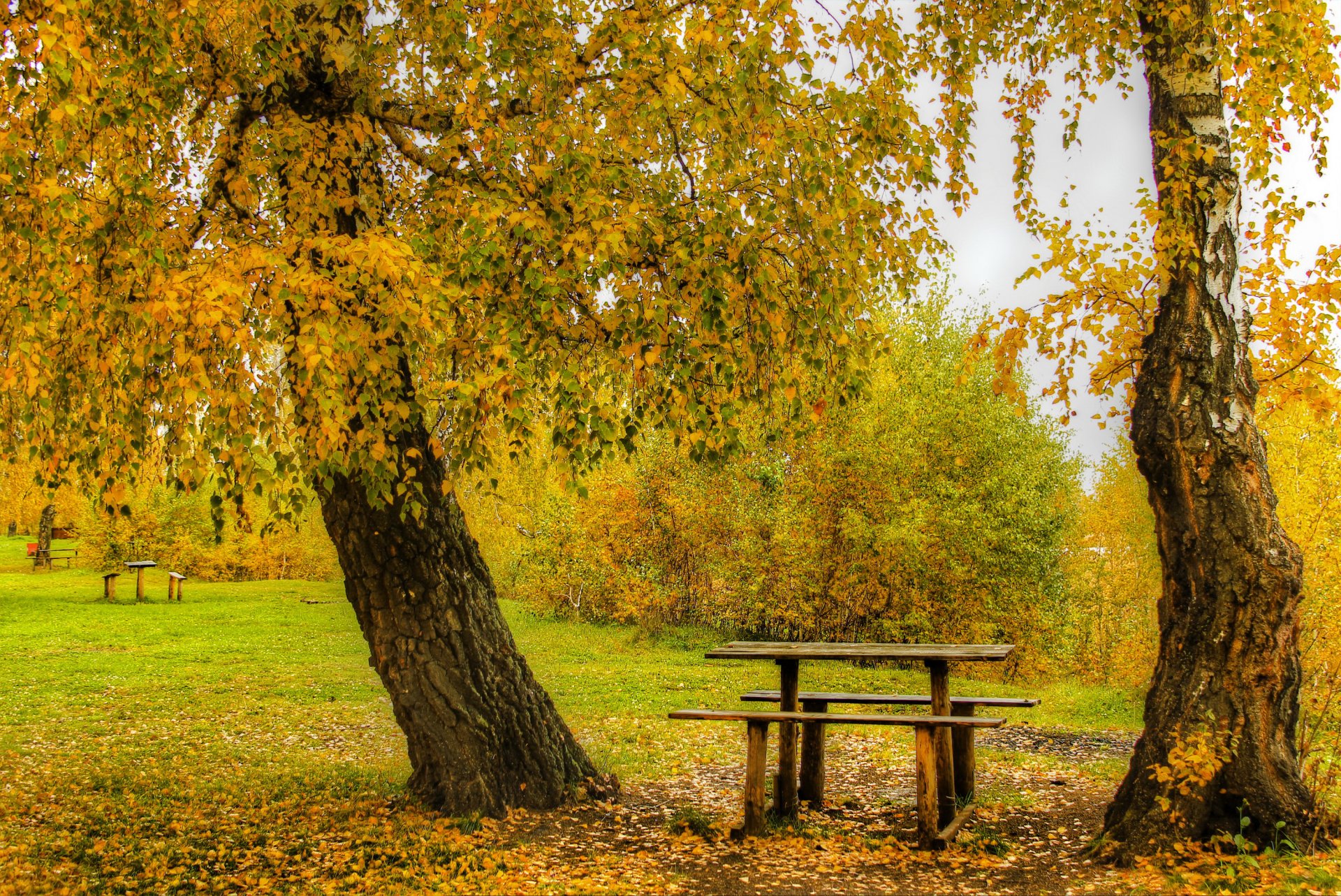 autunno parco alberi cespugli tavolo panchine panchine foglie giallo