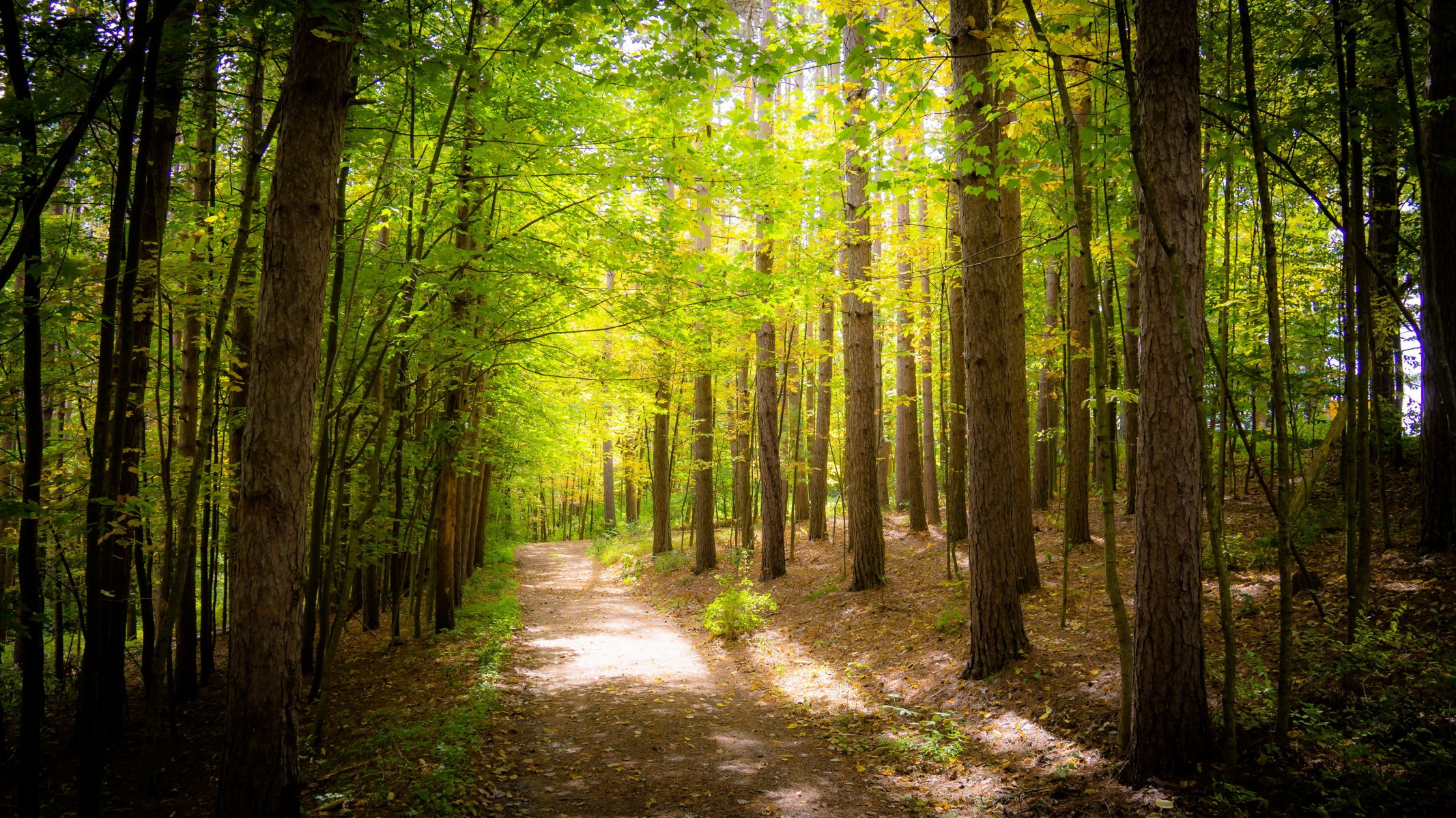 wald bäume laub grün gehweg fußweg sonnig