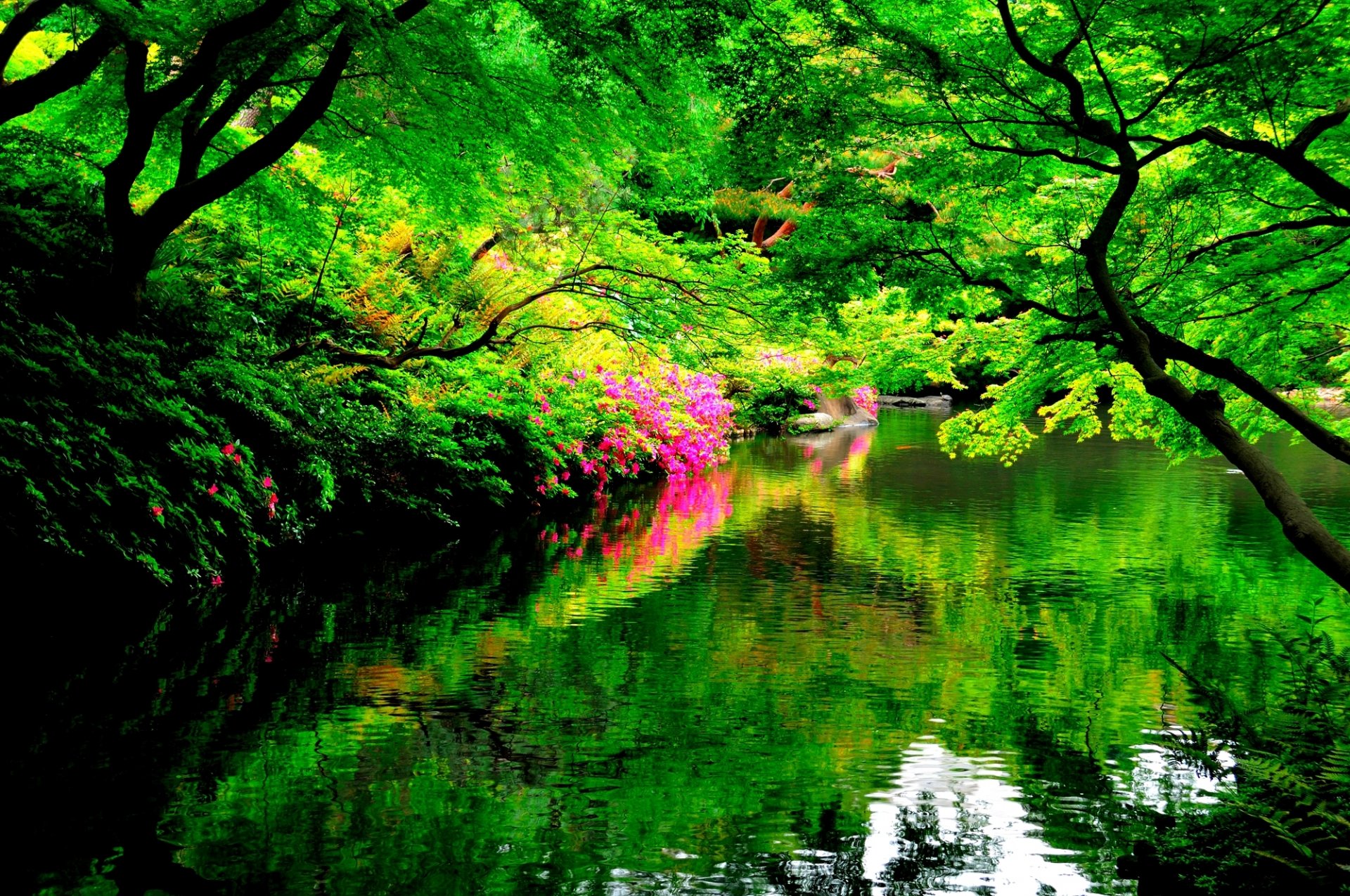 park lake tree flowers reflection