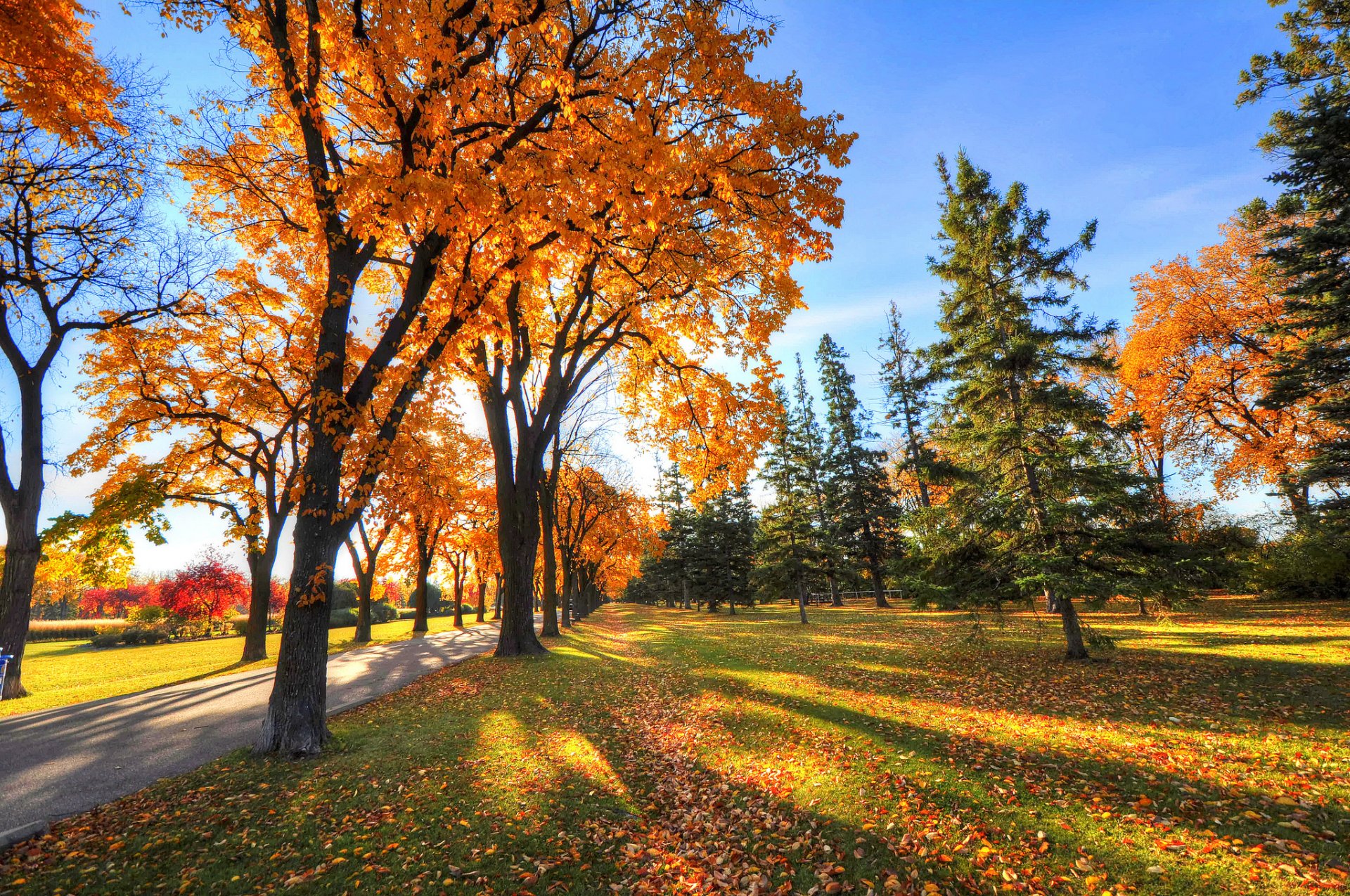 cielo parco vicolo alberi ombra erba autunno