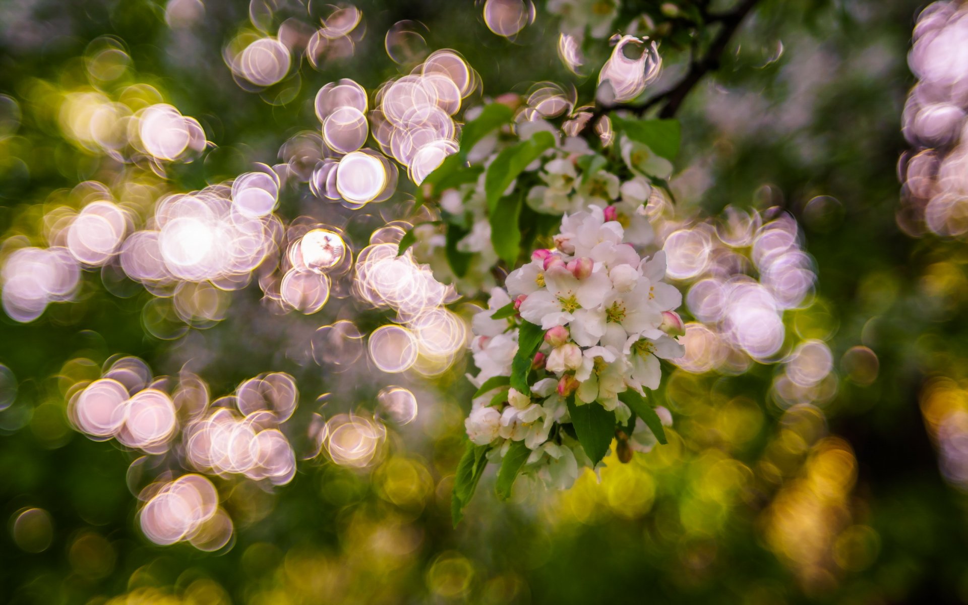 garten frühling natur