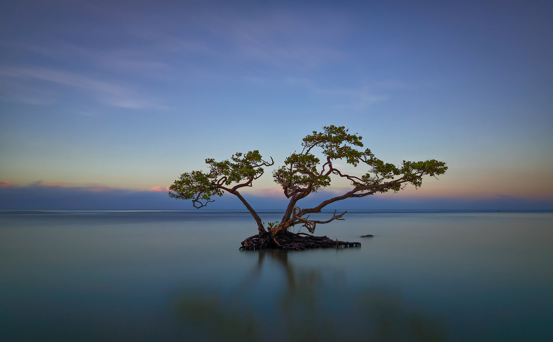 ky clouds sea lake tree the root