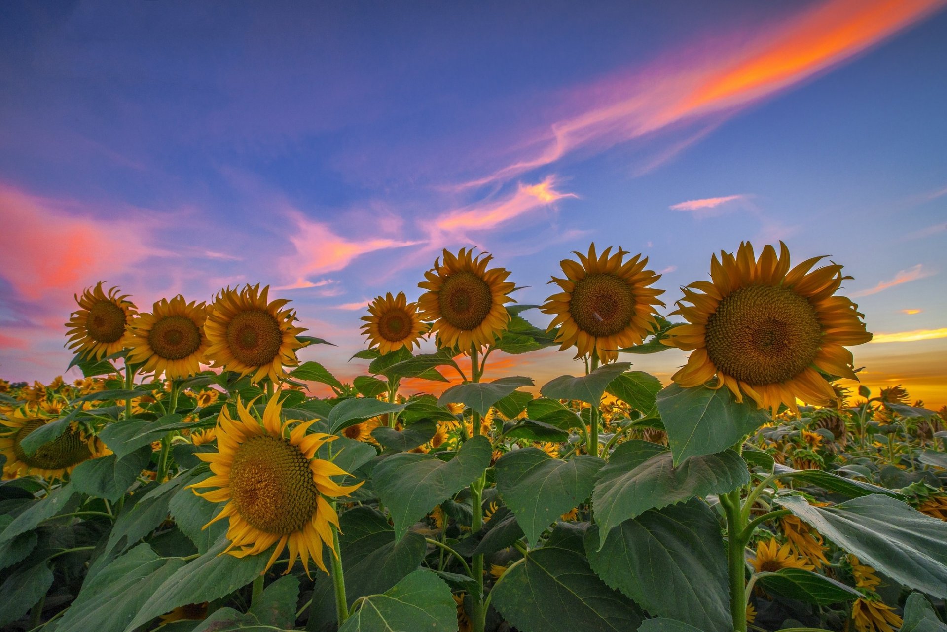 verano campo girasoles tarde puesta de sol