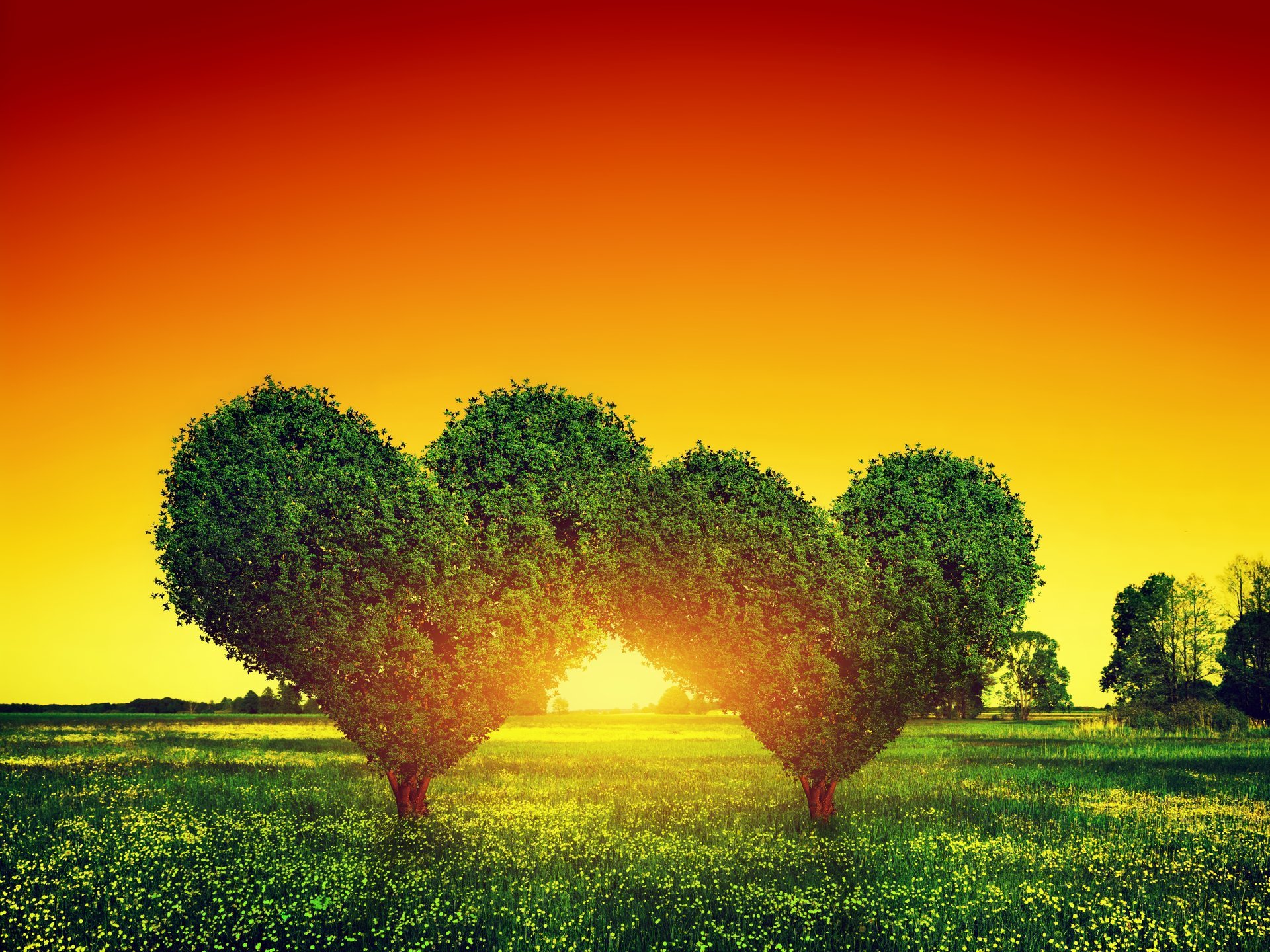 amour arbre vert coucher de soleil coeur