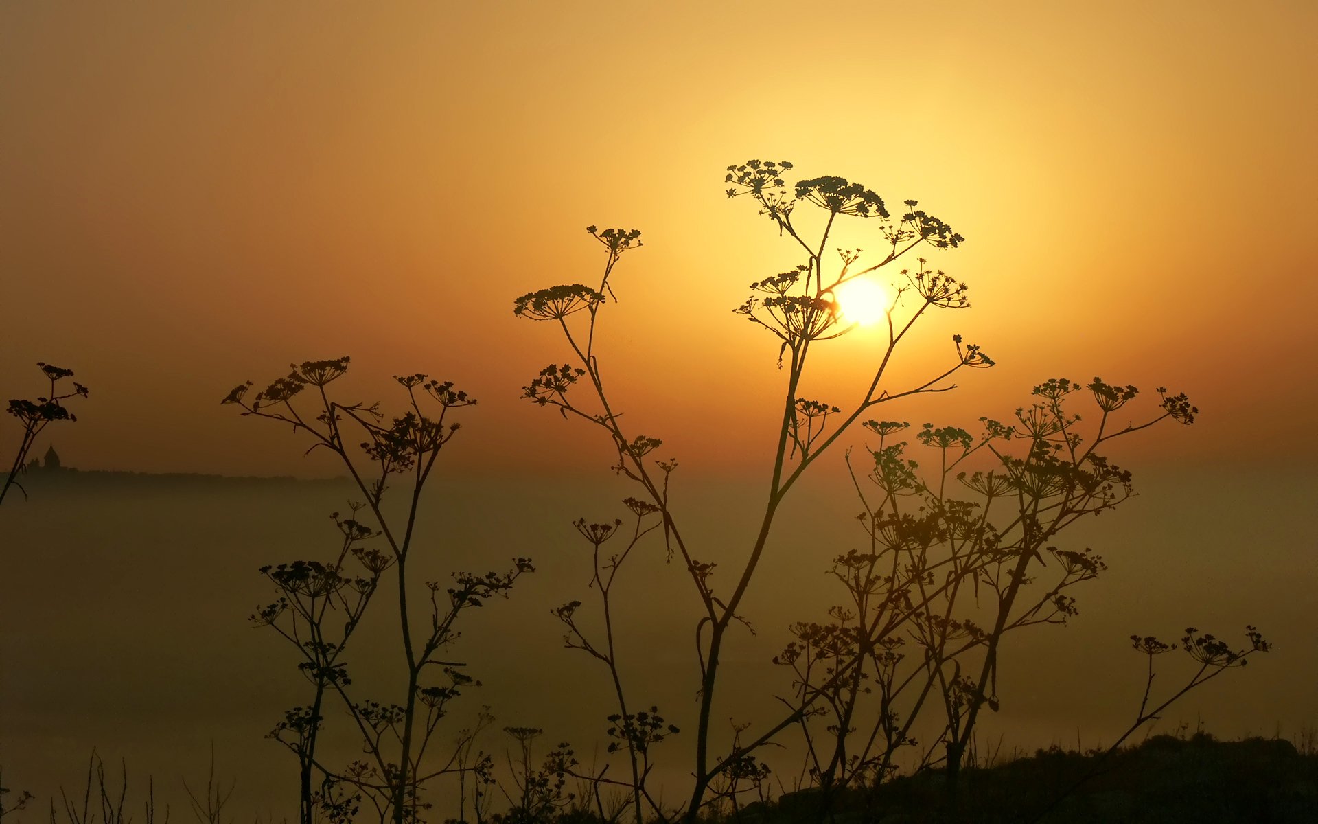 ciel soleil coucher de soleil plante silhouette horizon