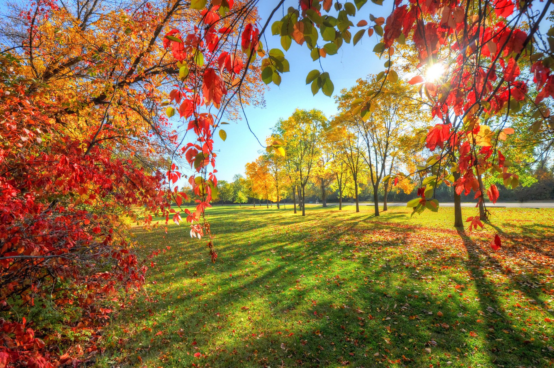 parc ciel ruelle arbres feuilles automne