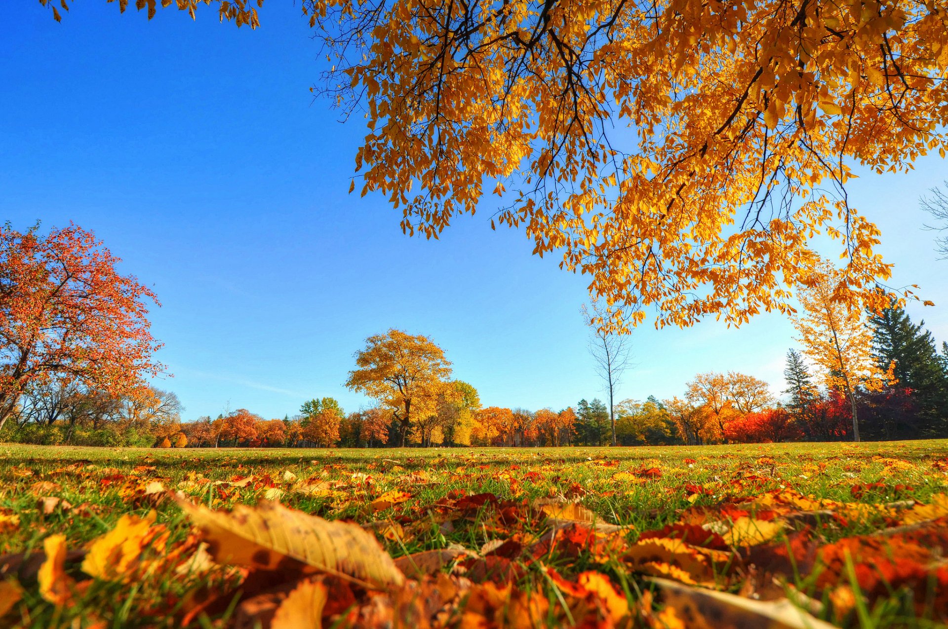 cielo parco alberi erba foglie autunno