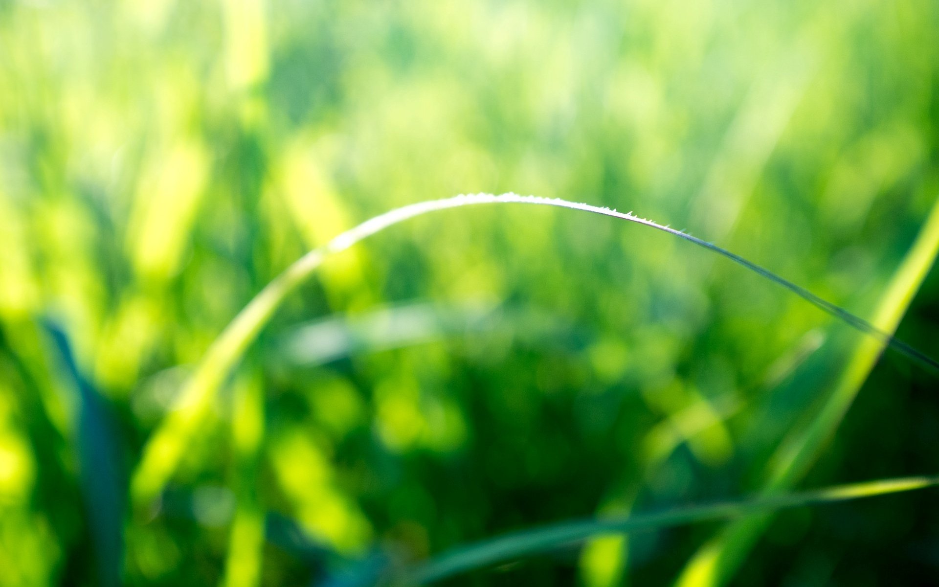 nature macro stem greenery sun rays morning day morning background