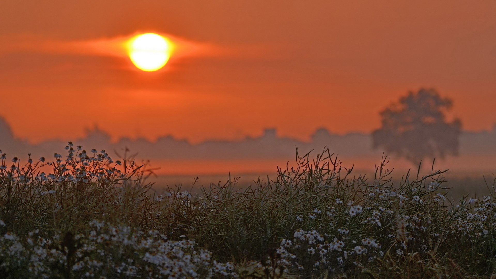 the field flower tree sun