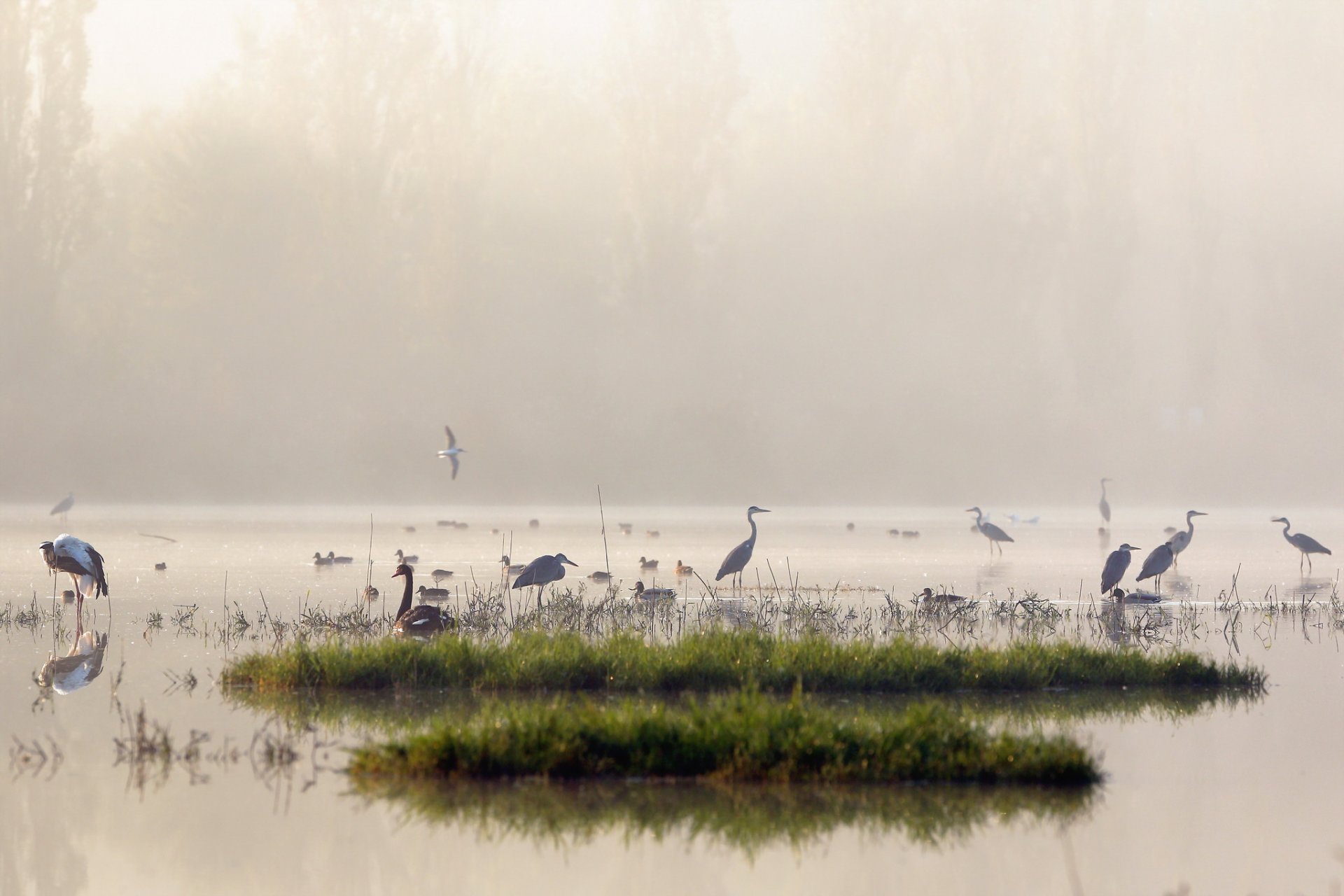 matin lac brouillard oiseaux nature