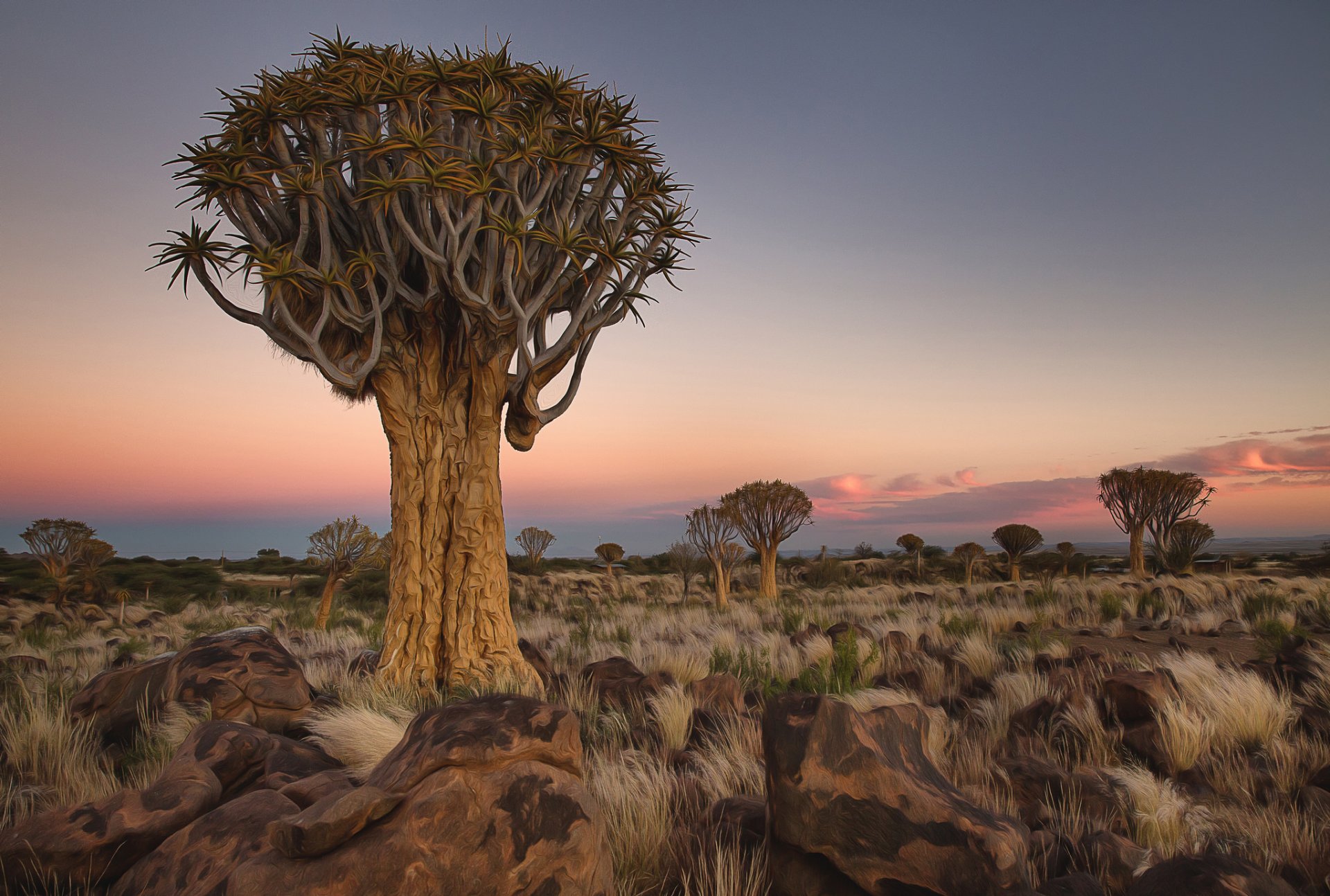 namibia africa alberi pietre paesaggio