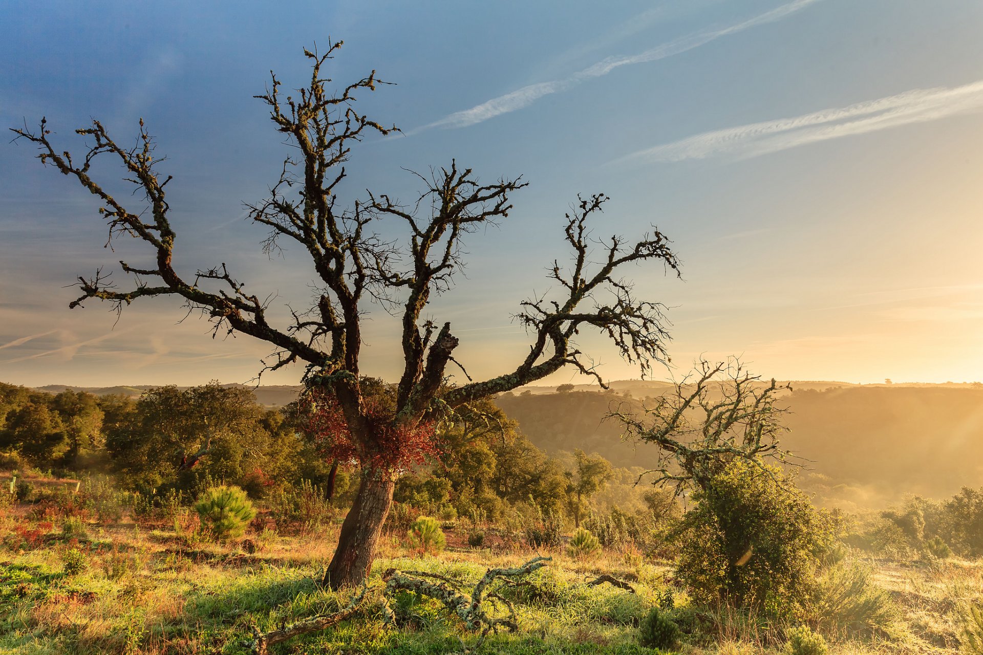 colinas arbustos árboles árbol madera flotante mañana amanecer