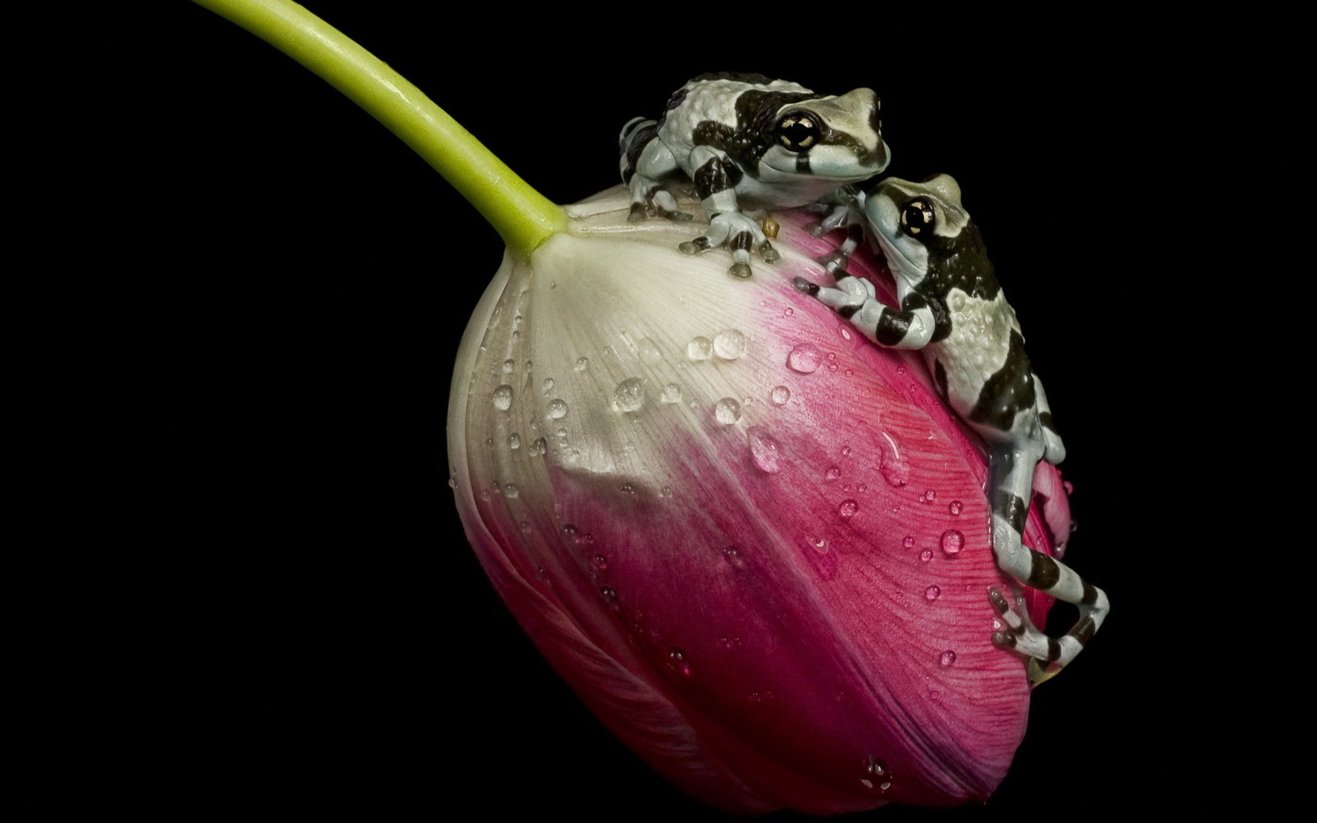 amazon milk frogs tulip ampgibian