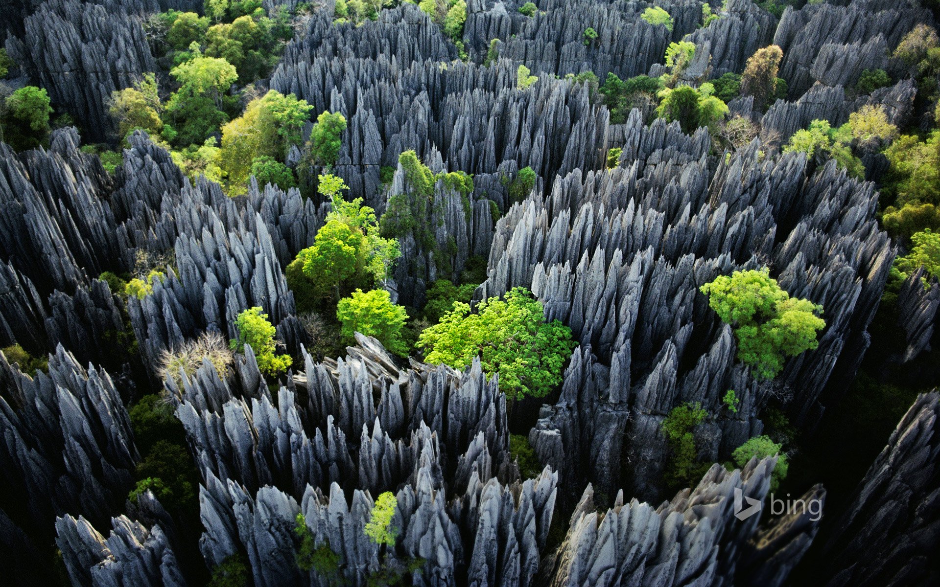 parc national de tsingy de bemaraha madagascar rochers arbres